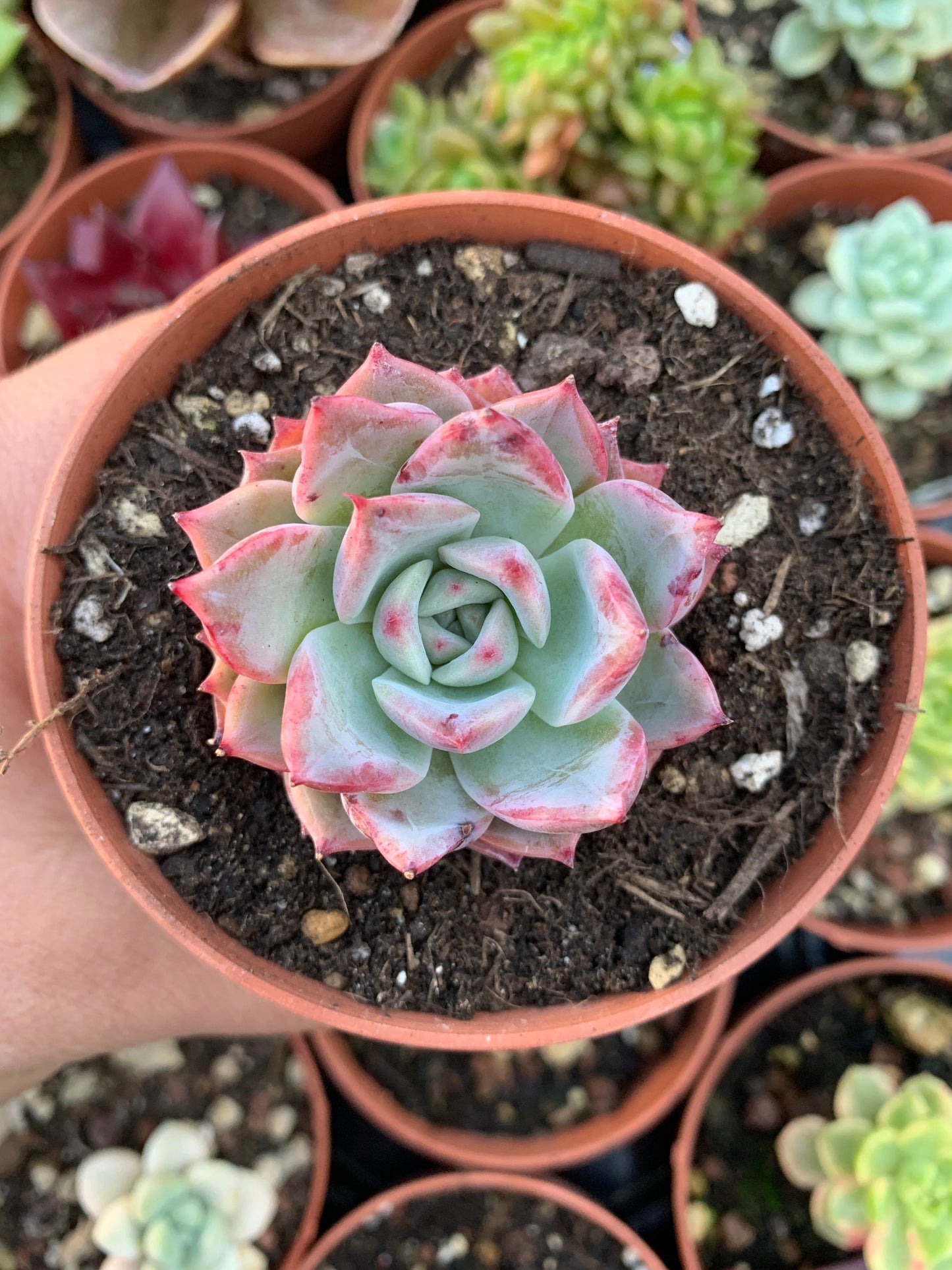 Echeveria "Vampire Queen" (E. laulensis) coreano por ChangHee