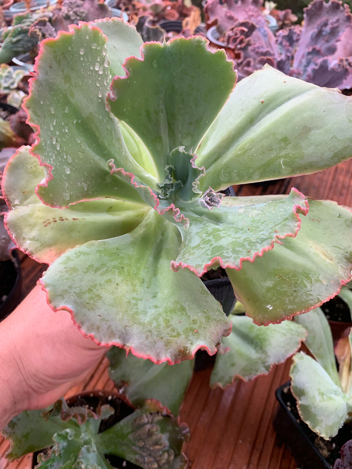 Echeveria "Regina Drago"