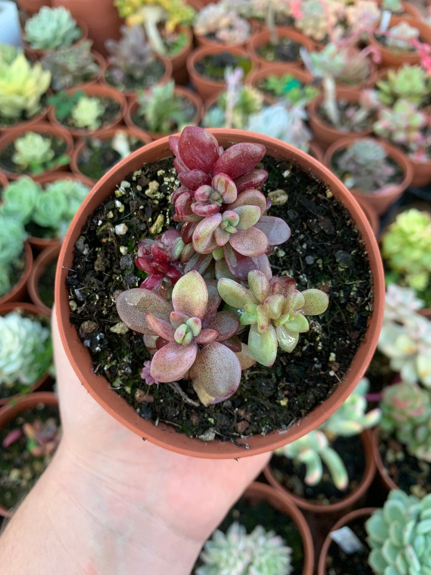 Echeveria "esther" variegada Korean