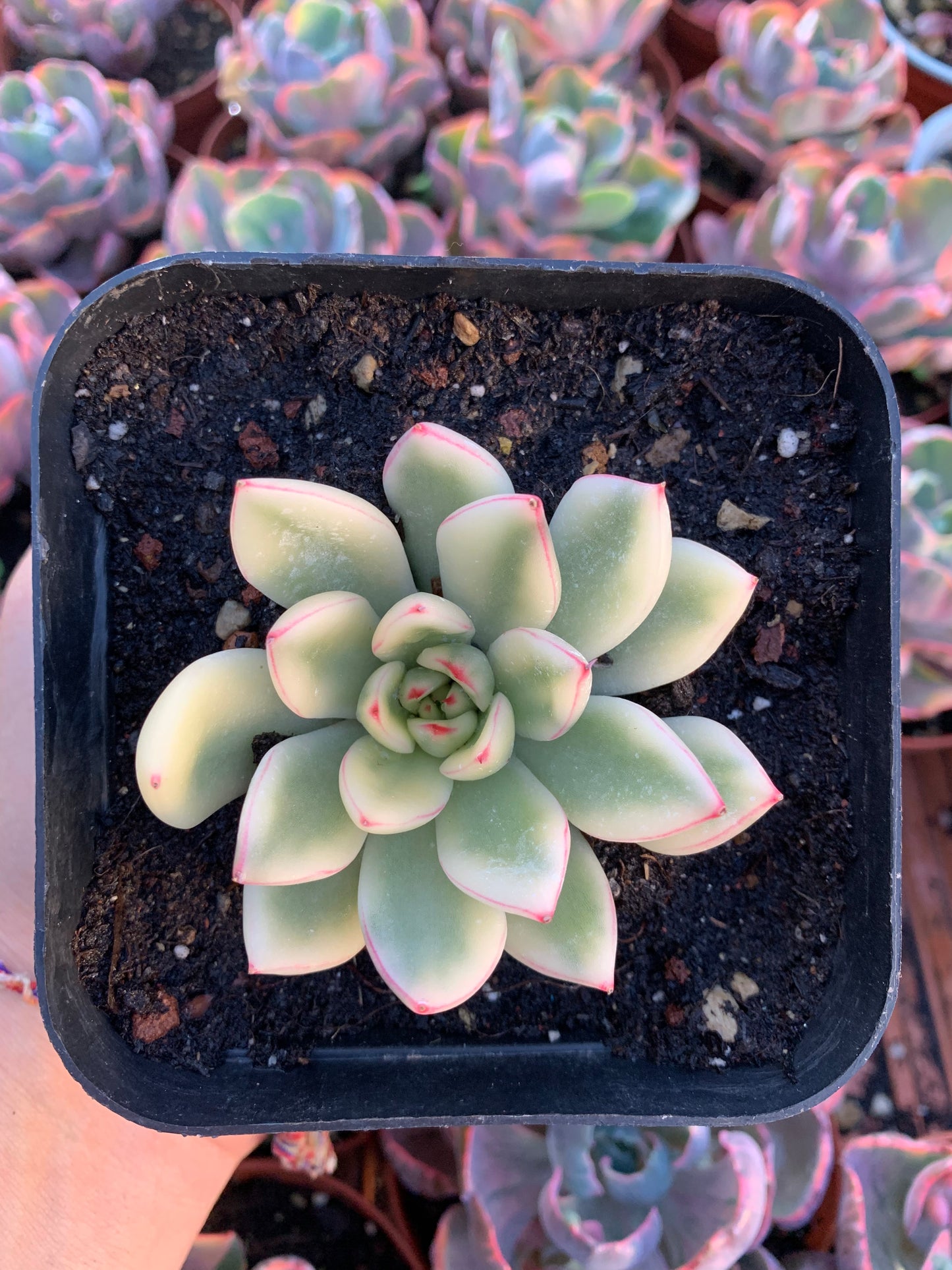 Echeveria pulidonis variegated Korean