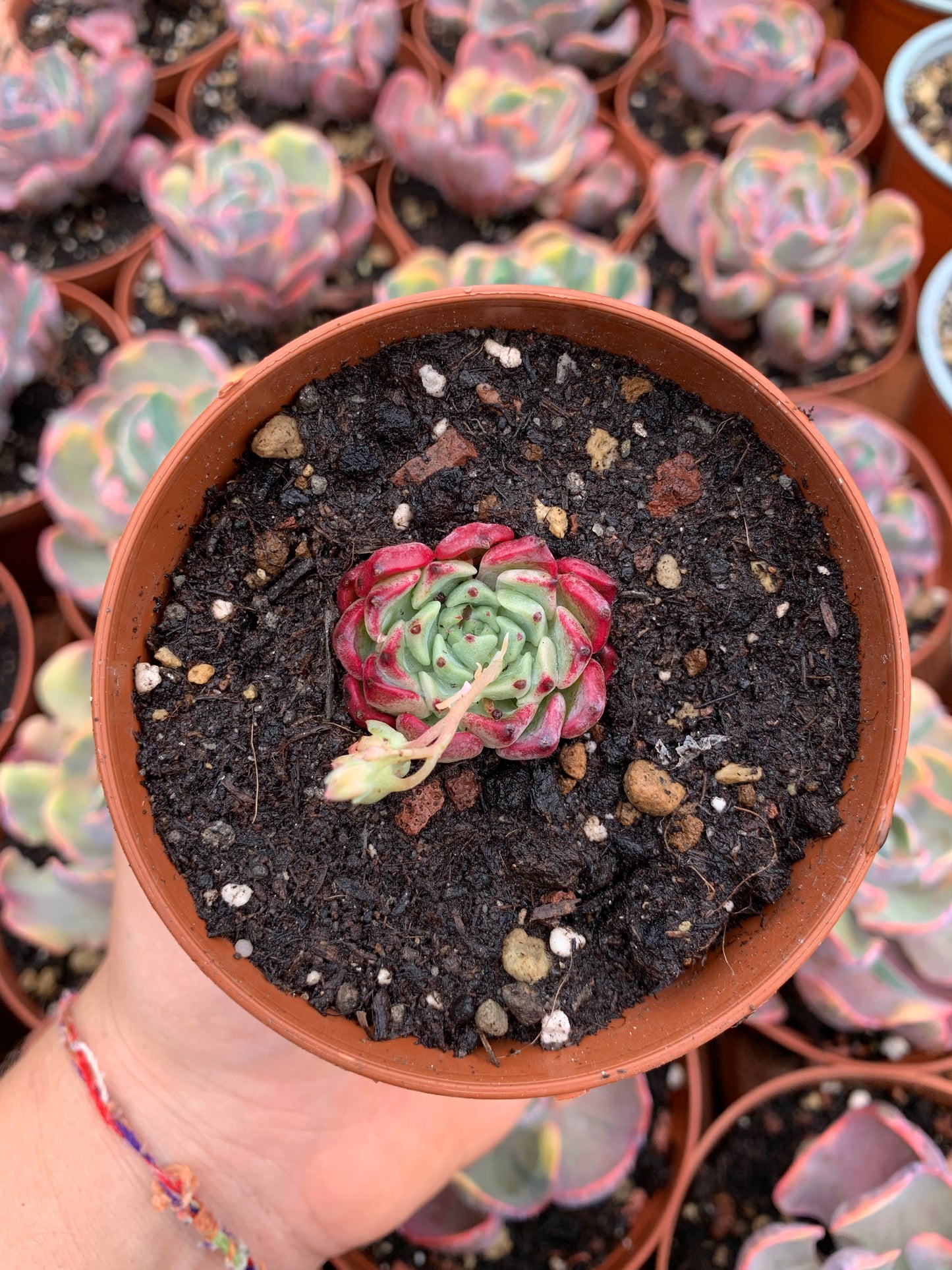 Echeveria "Black Rose"