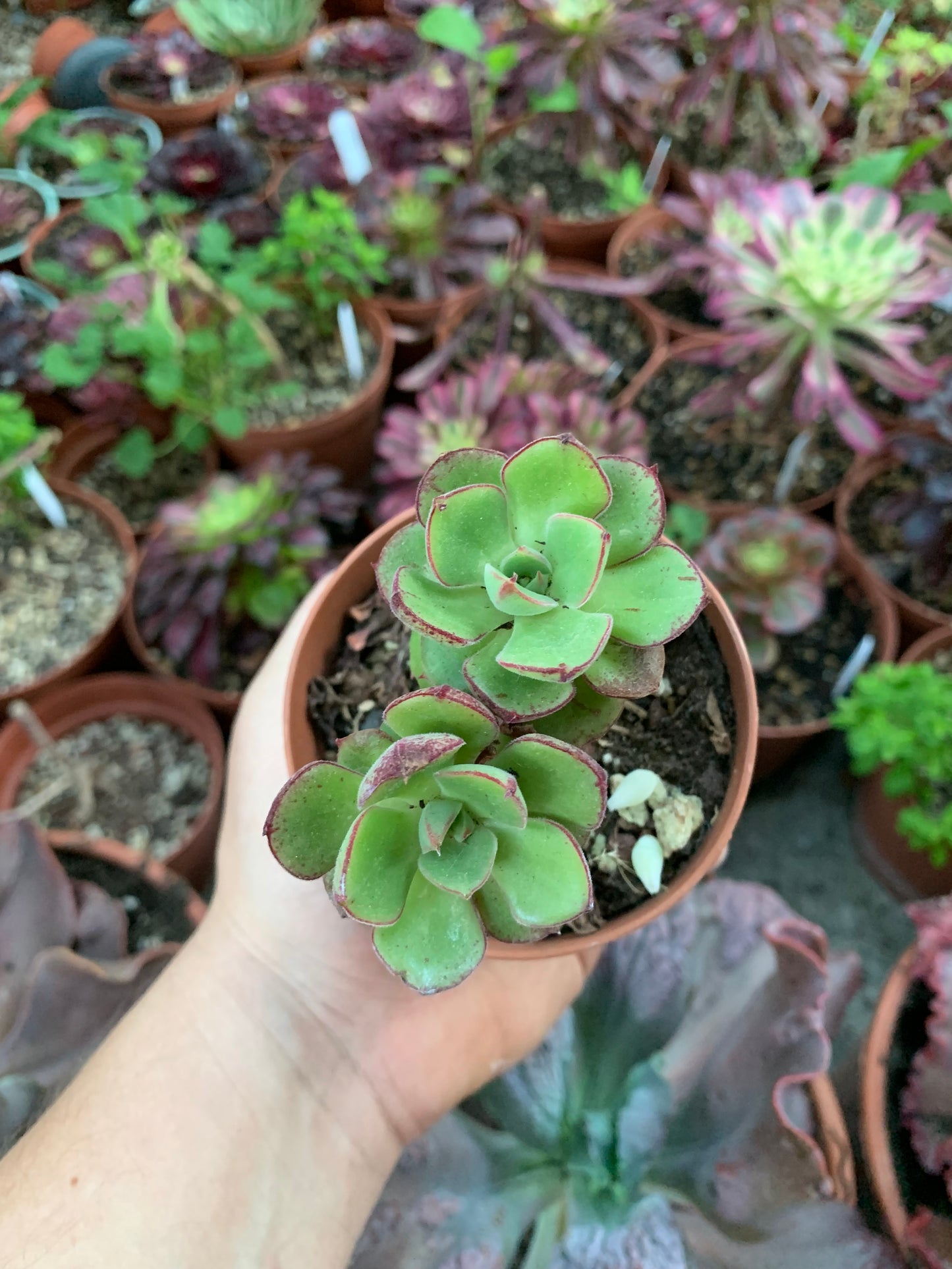 Echeveria "Joan Daniel" (E. setosa var. ciliata x E. nodulosa)