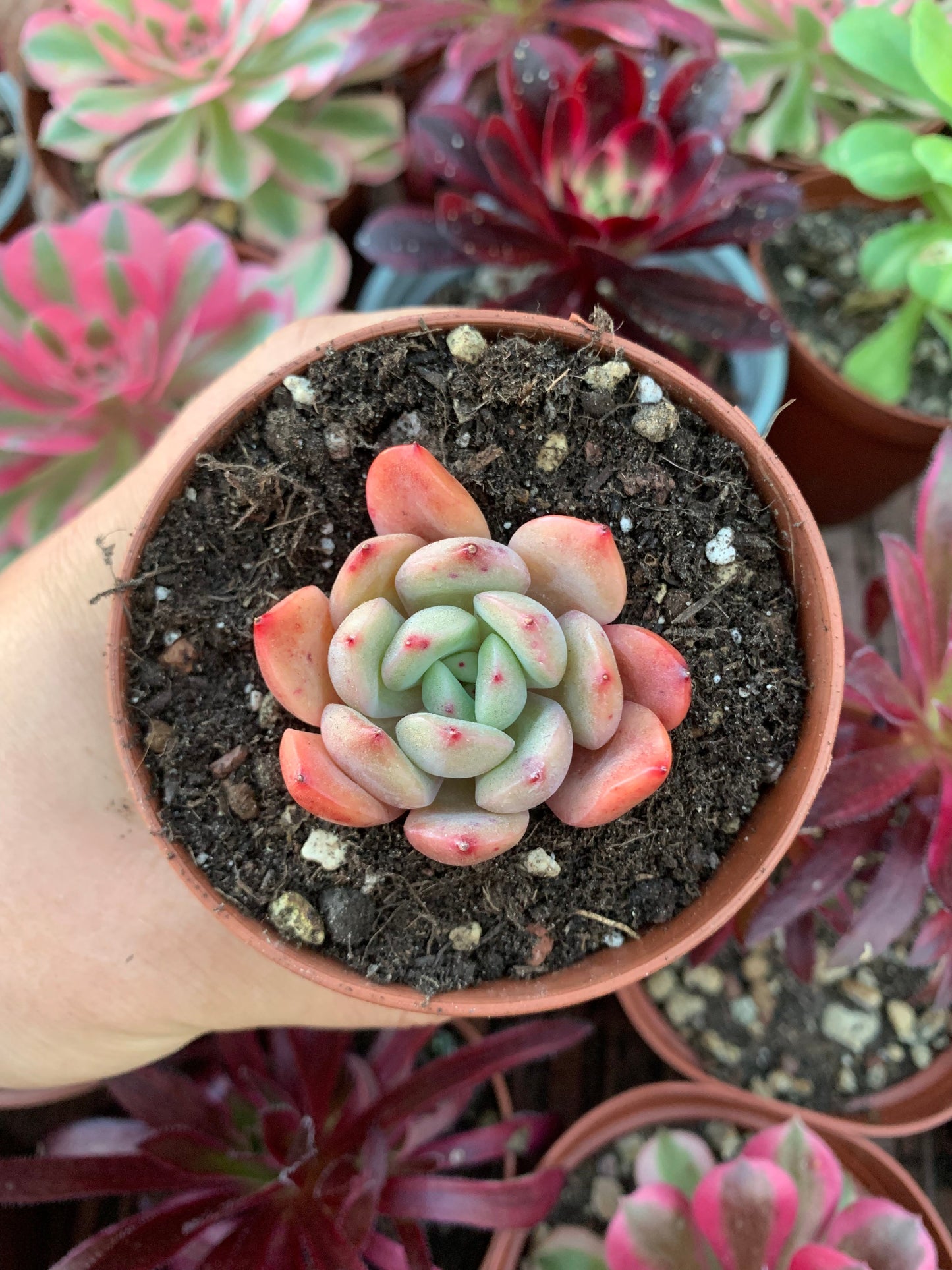 Echeveria "Sugar Heart Velvet"