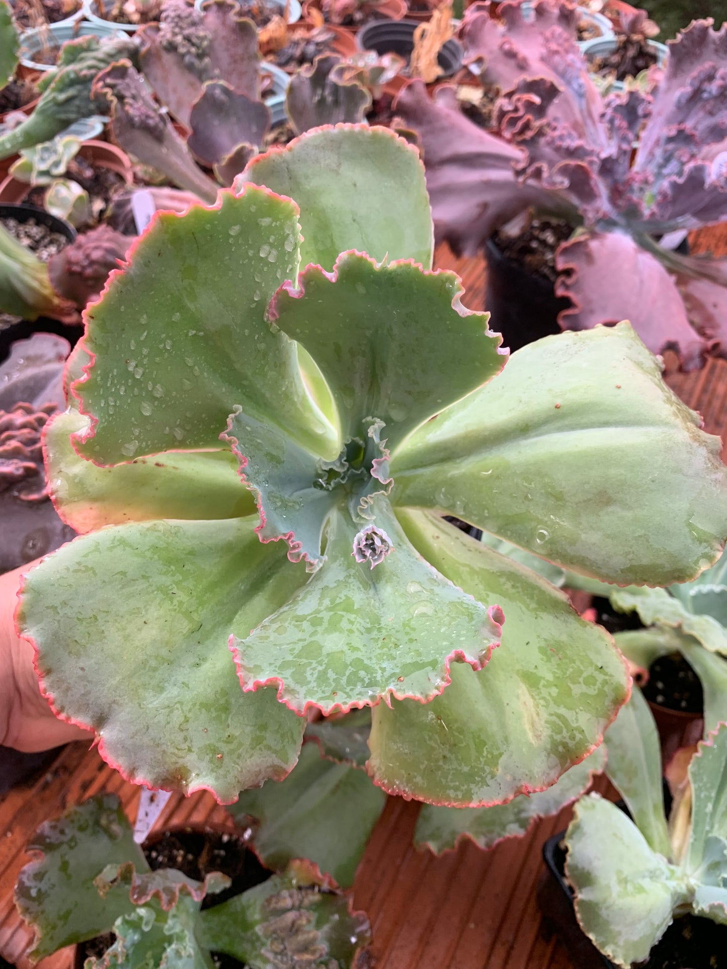 Echeveria "Pearl" cutting