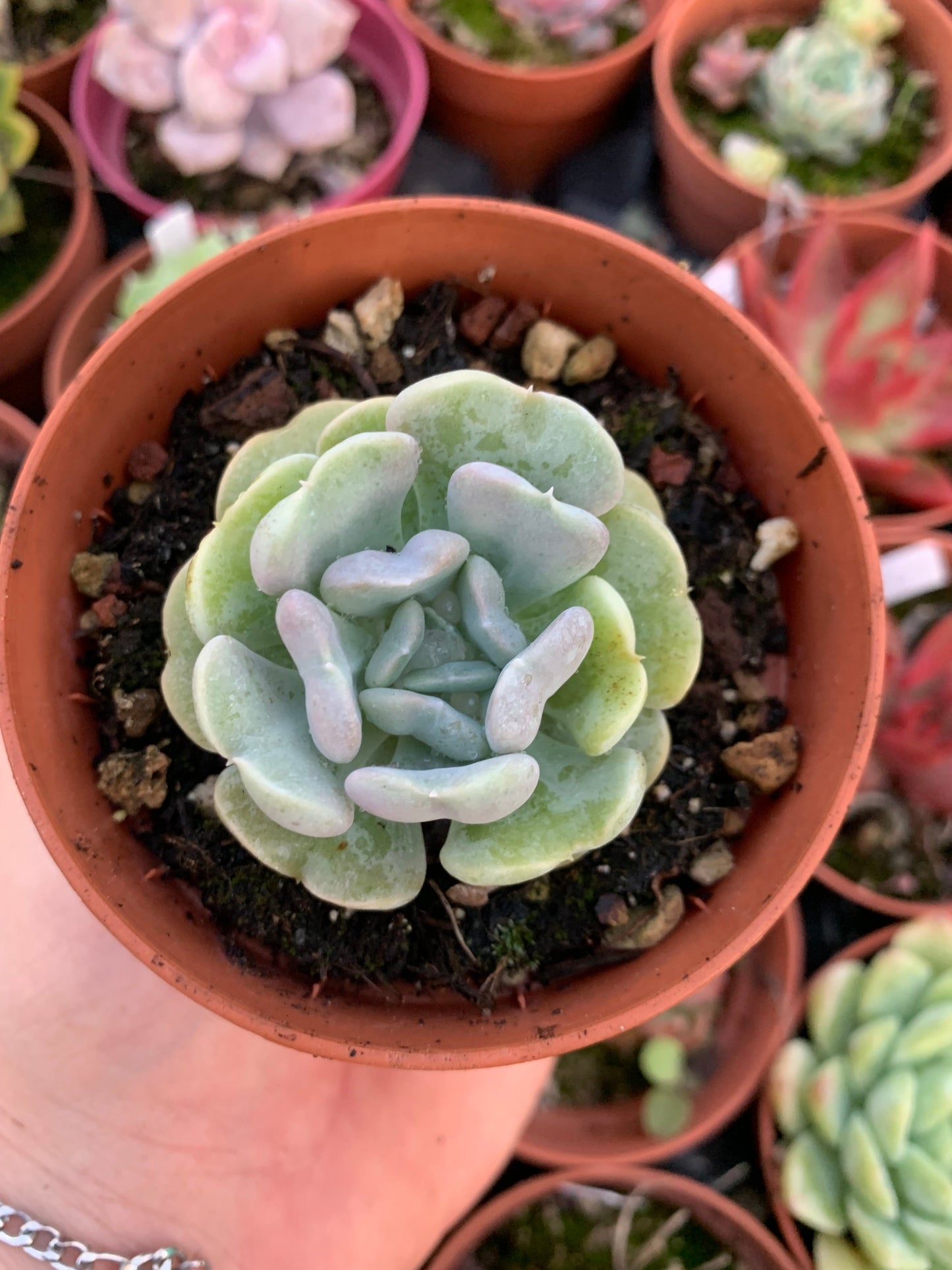 Echeveria "Heart angel" Korean
