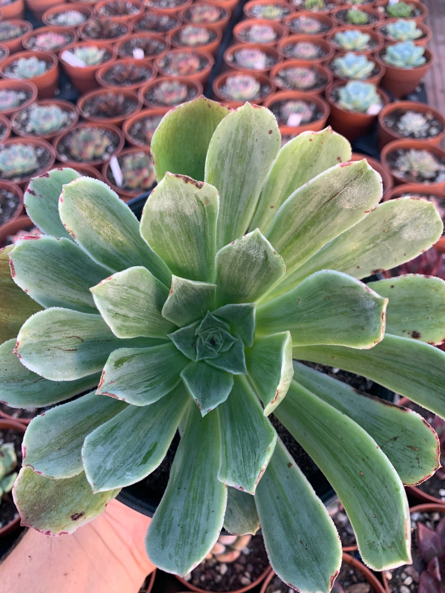 Aeonium "Taeyang" variegado