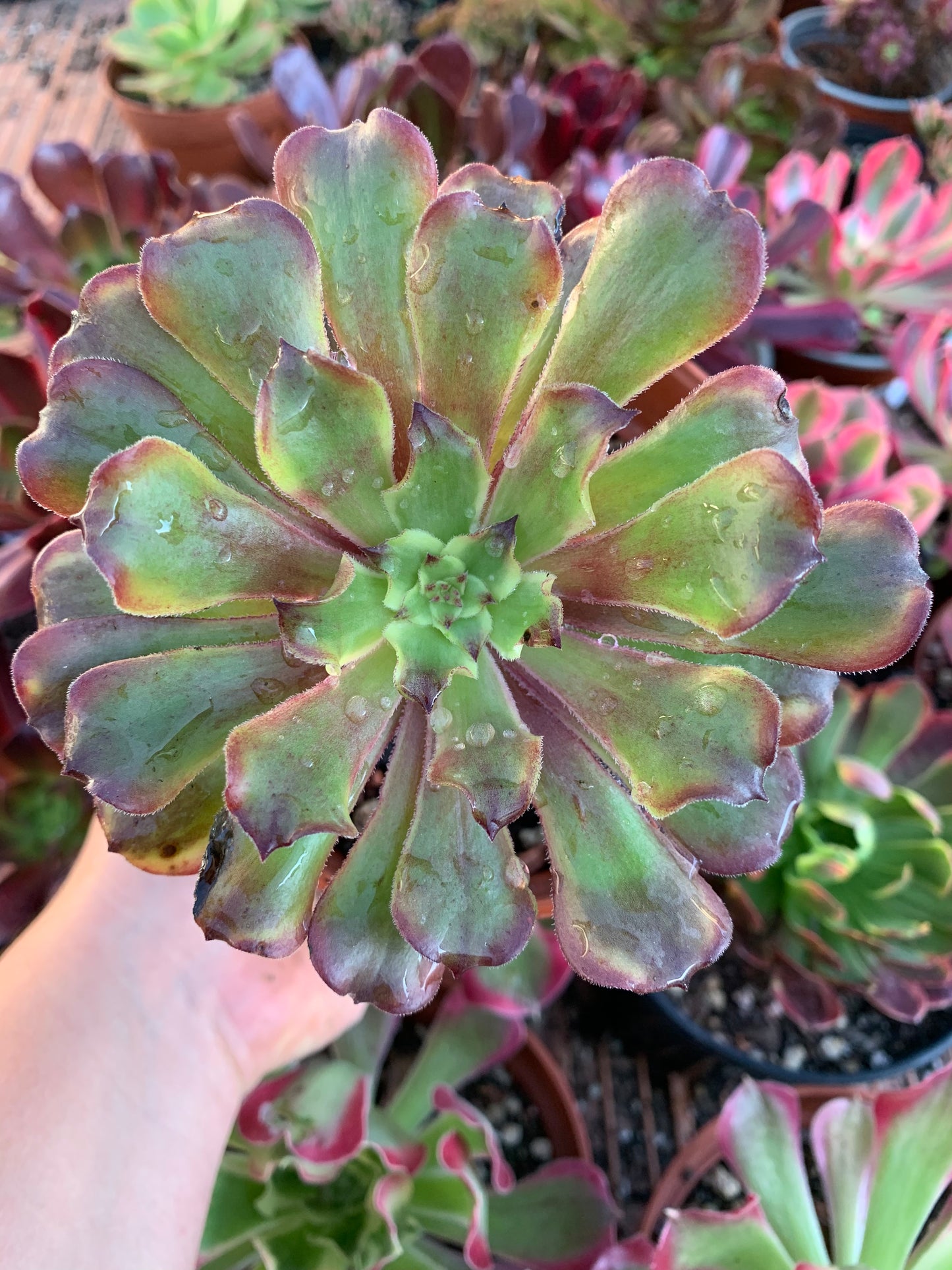 Aeonium "Black Peony" variegado