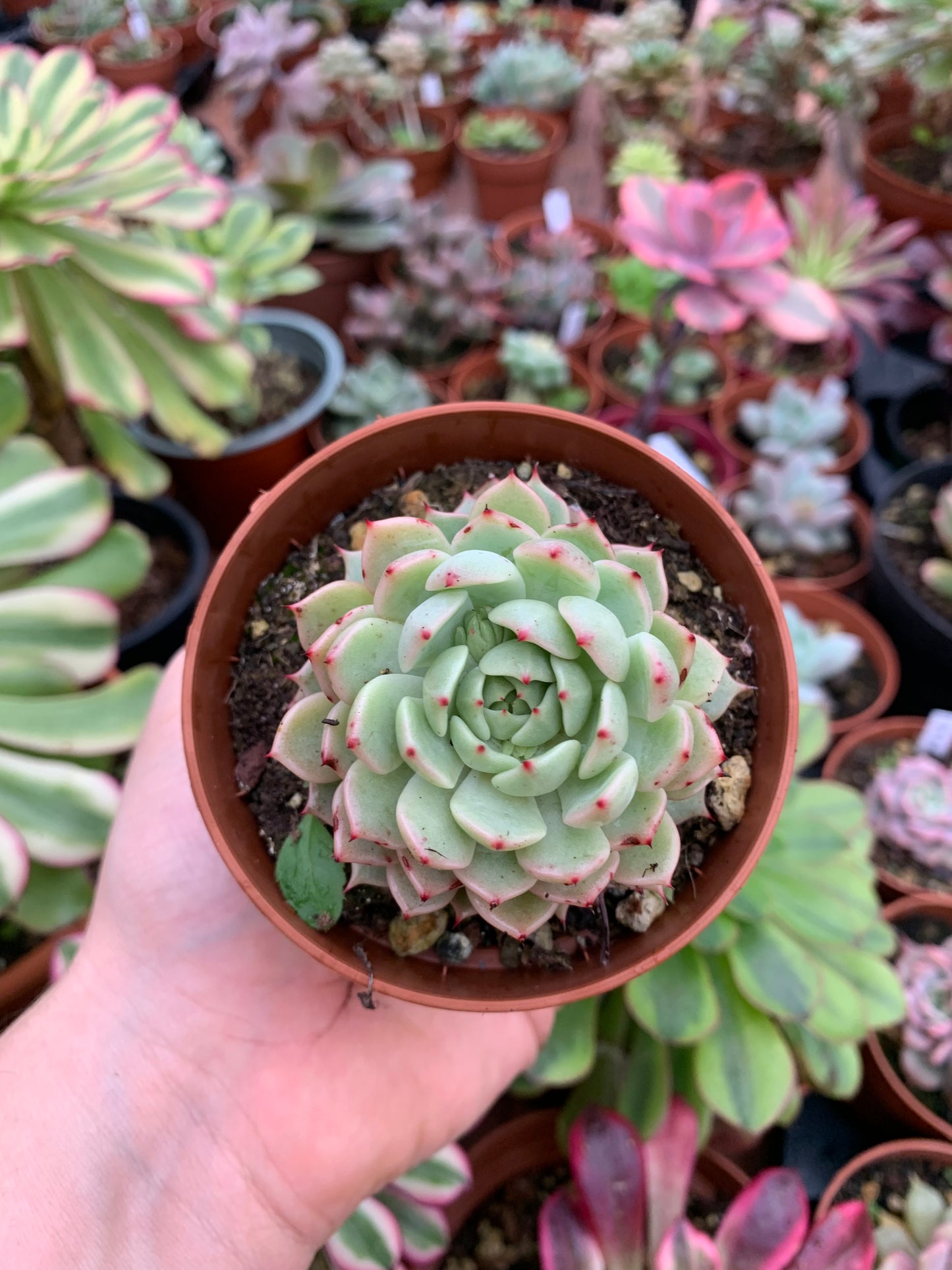 Echeveria "mexico girl"