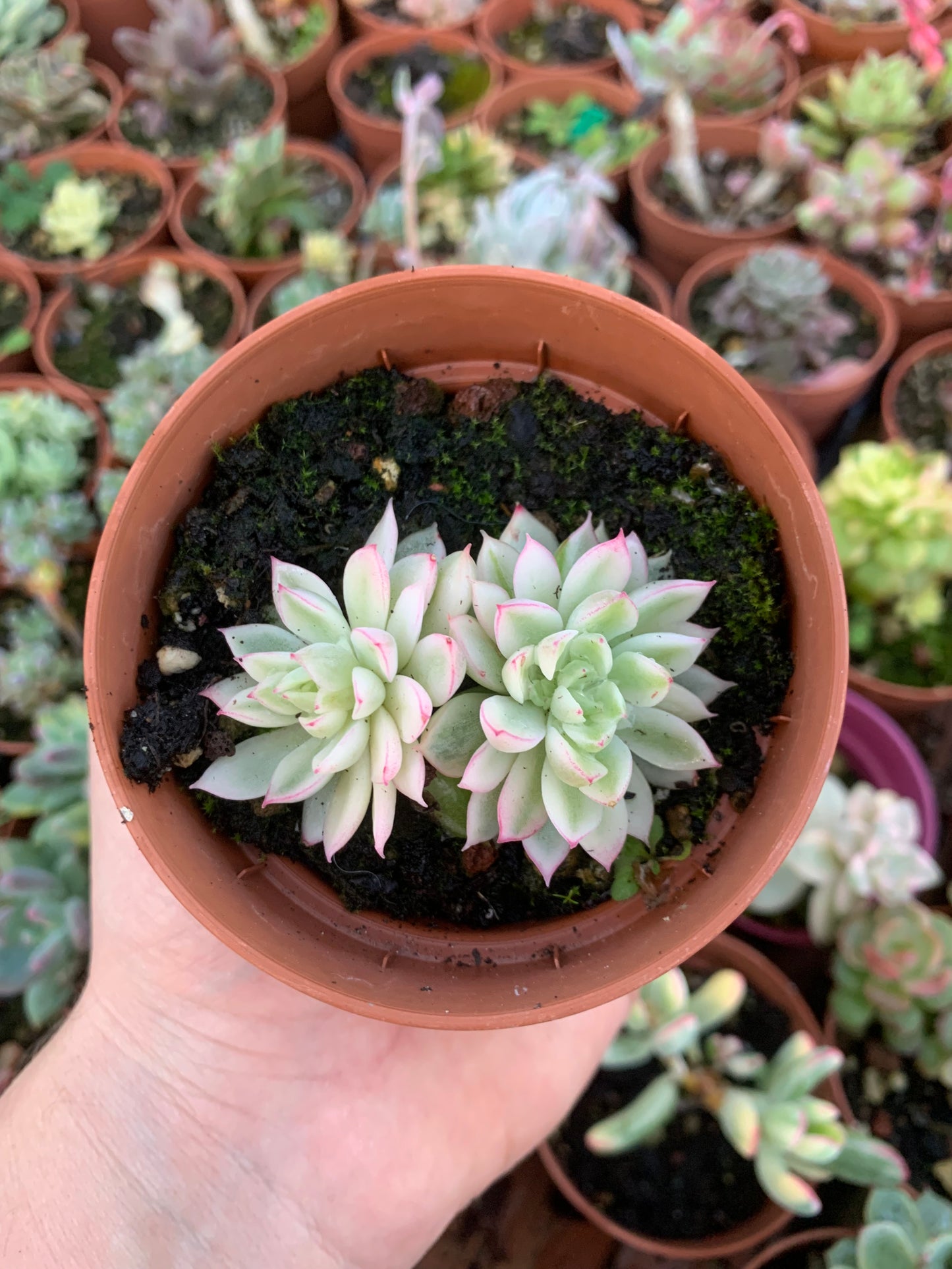 Echeveria "Mebina" variegated Korean