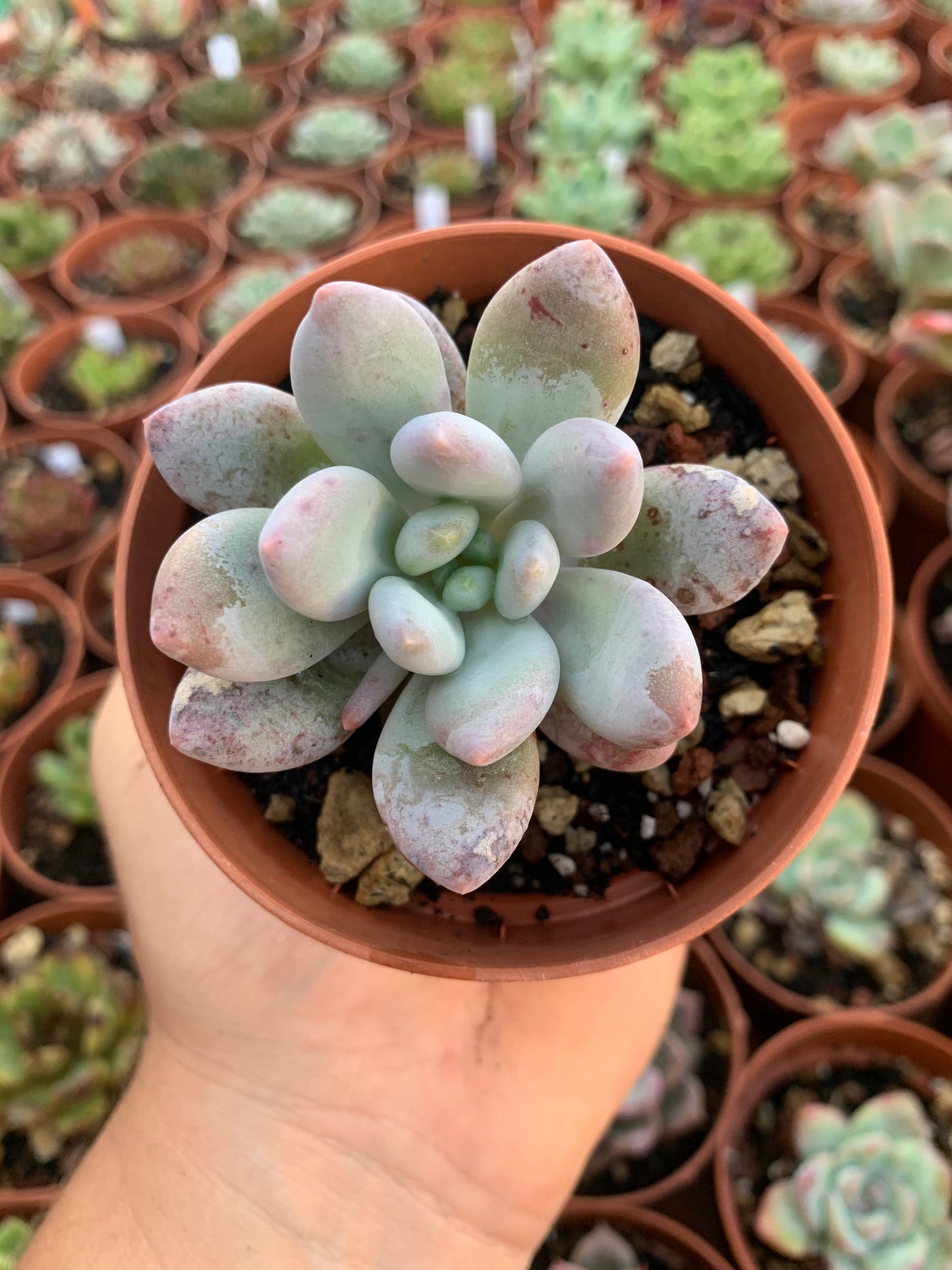 Pachyveria "la colombe venus" (E. laui x P. rzedowskii) Korean by Air Magic