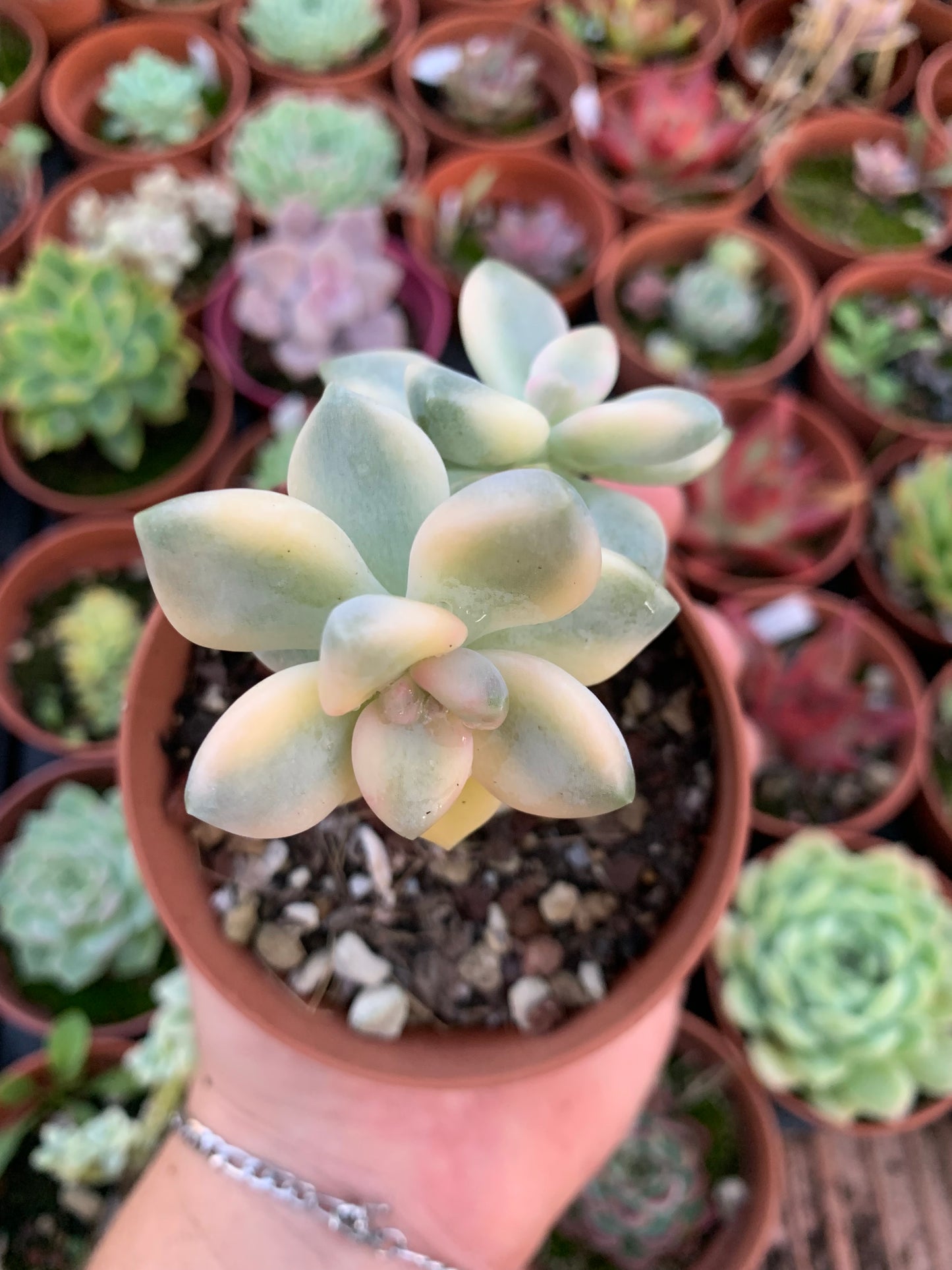 Graptosedum "Nuit Blanche" variegada Korean