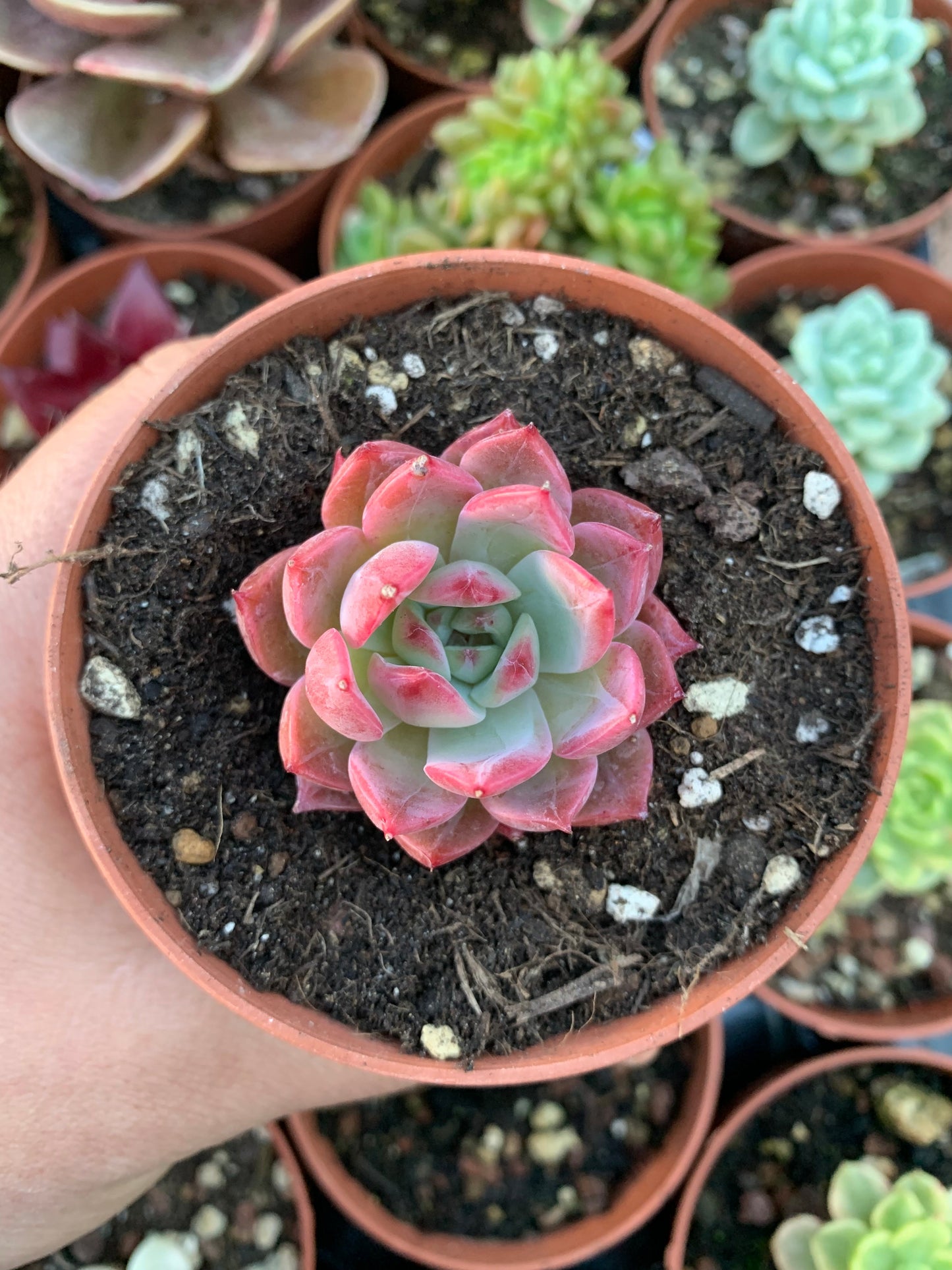 Echeveria "Colorado" (E. colorata hybrid selected) Korean by ChangHee