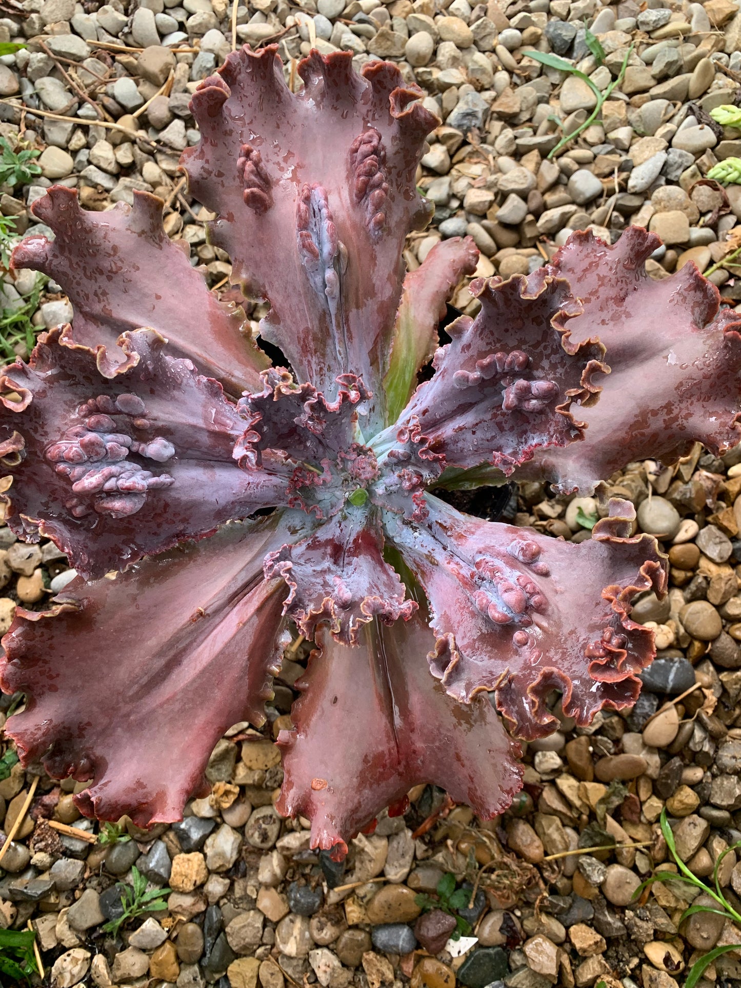 Echeveria "Regina Drago"