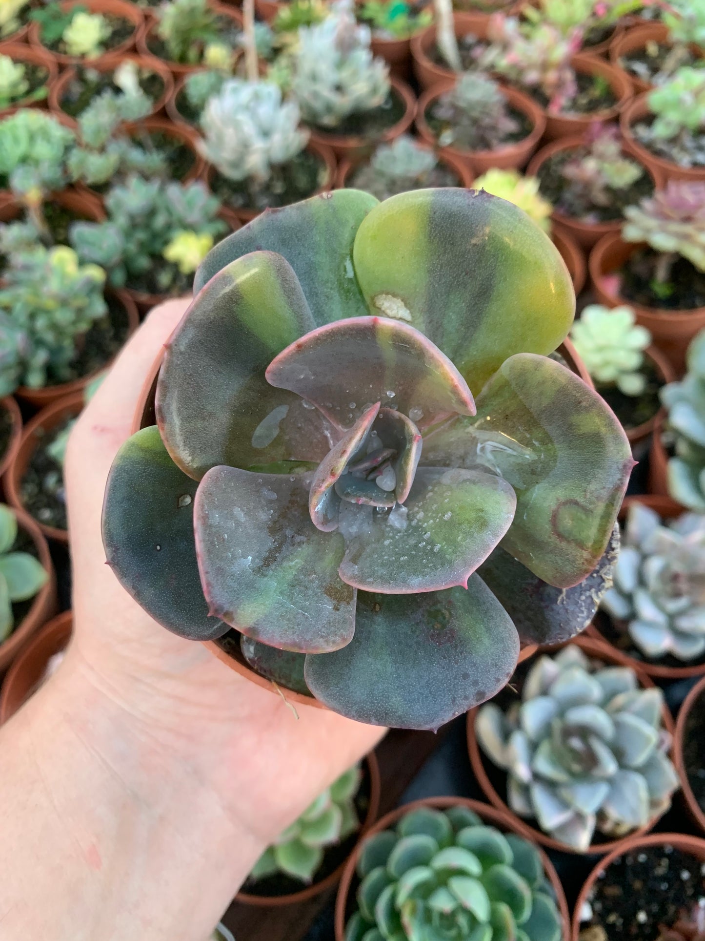 Echeveria "Dusty Rose" Variegada Korea