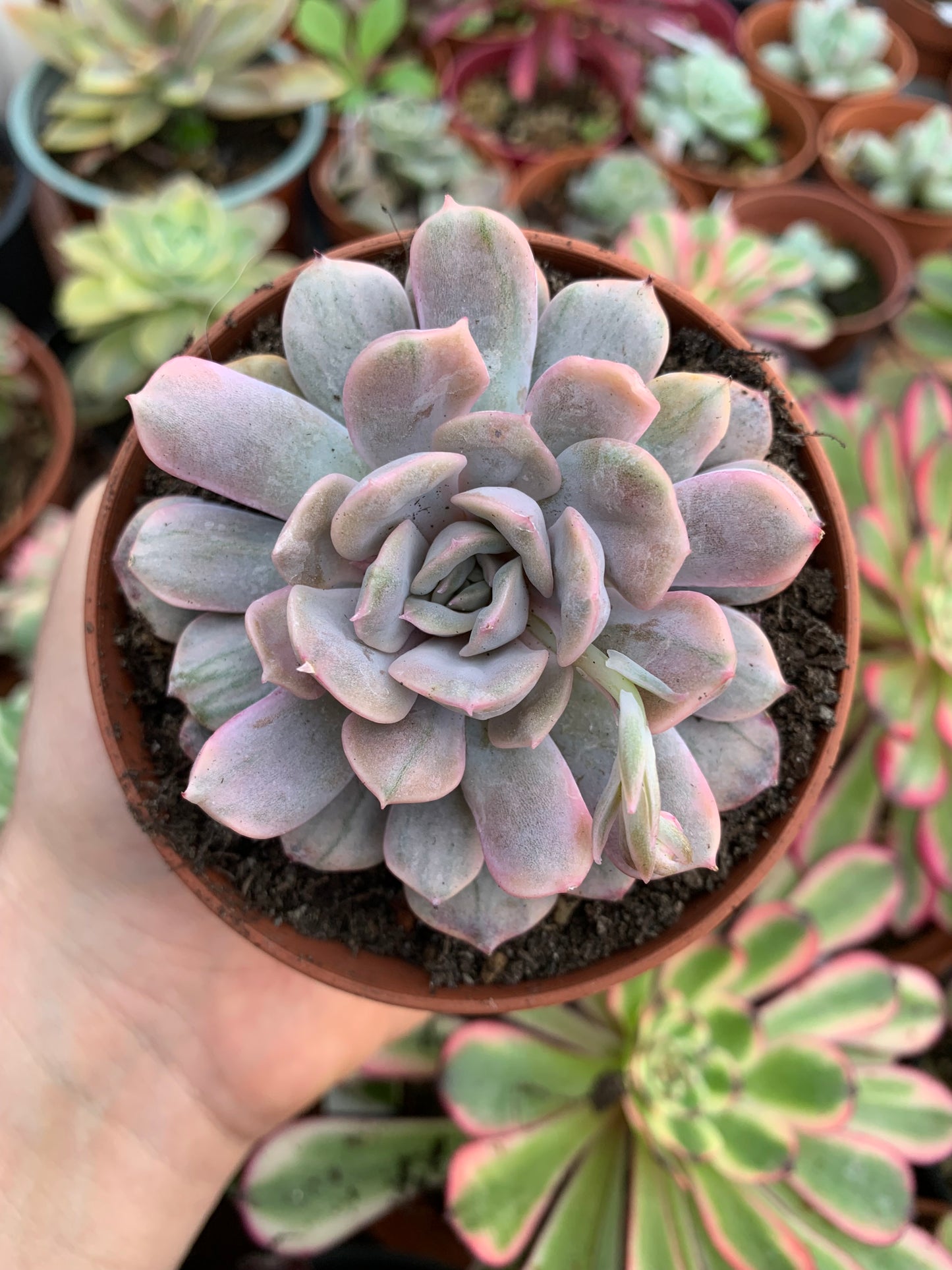 Echeveria "Pretty in Pink" Coreano