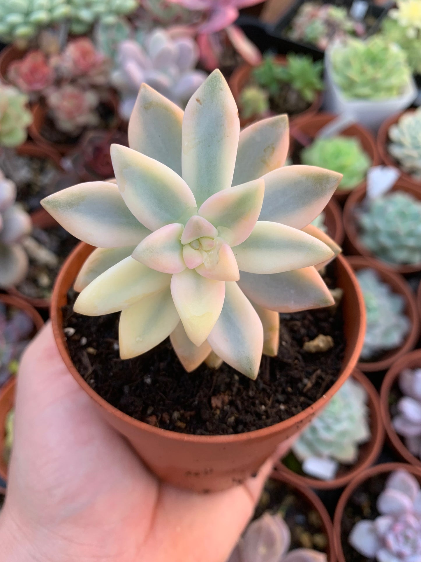 Graptosedum "Ghosty" Variegado Korean Cutting