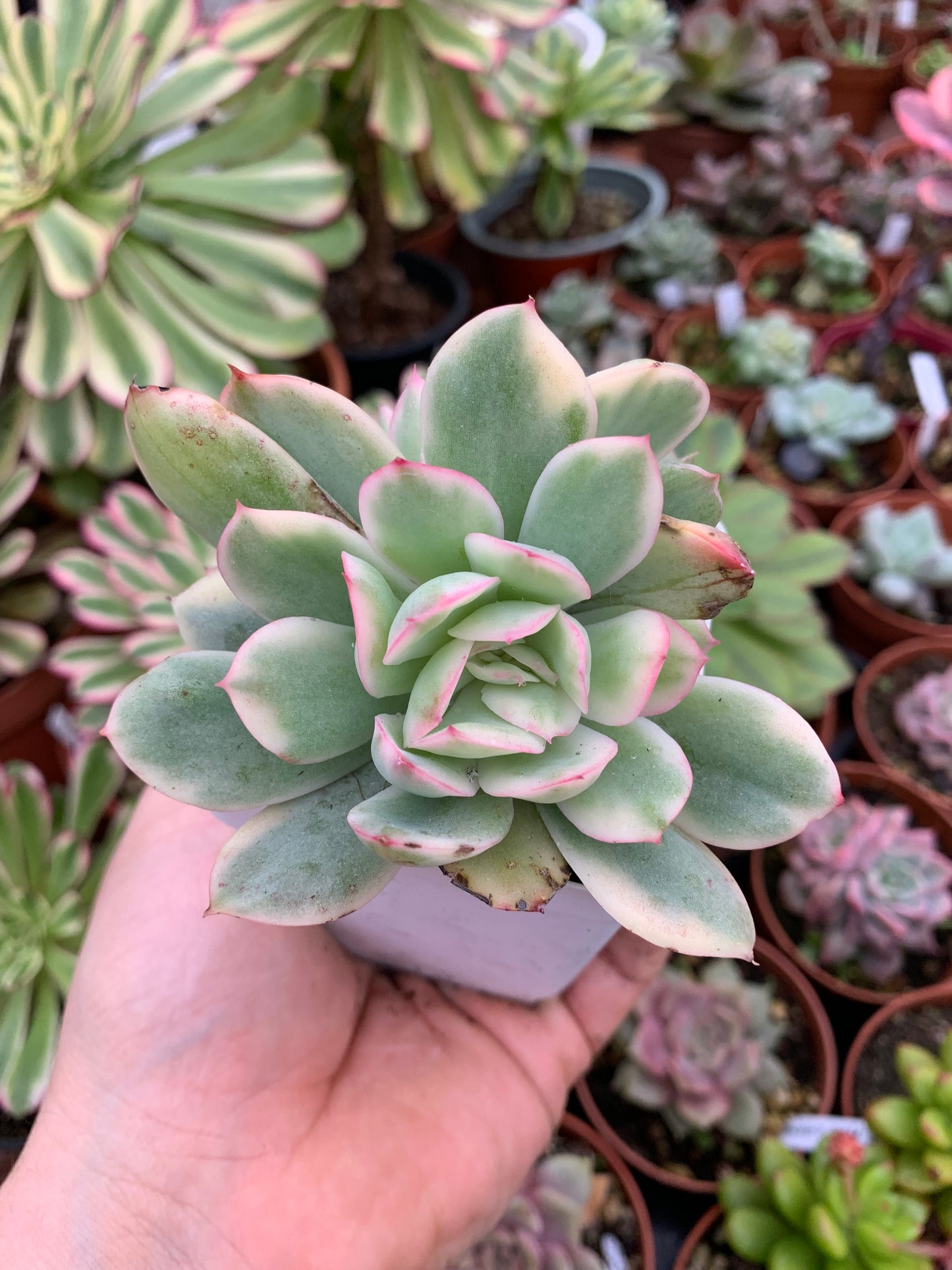 Echeveria "Luella" variegada Korean