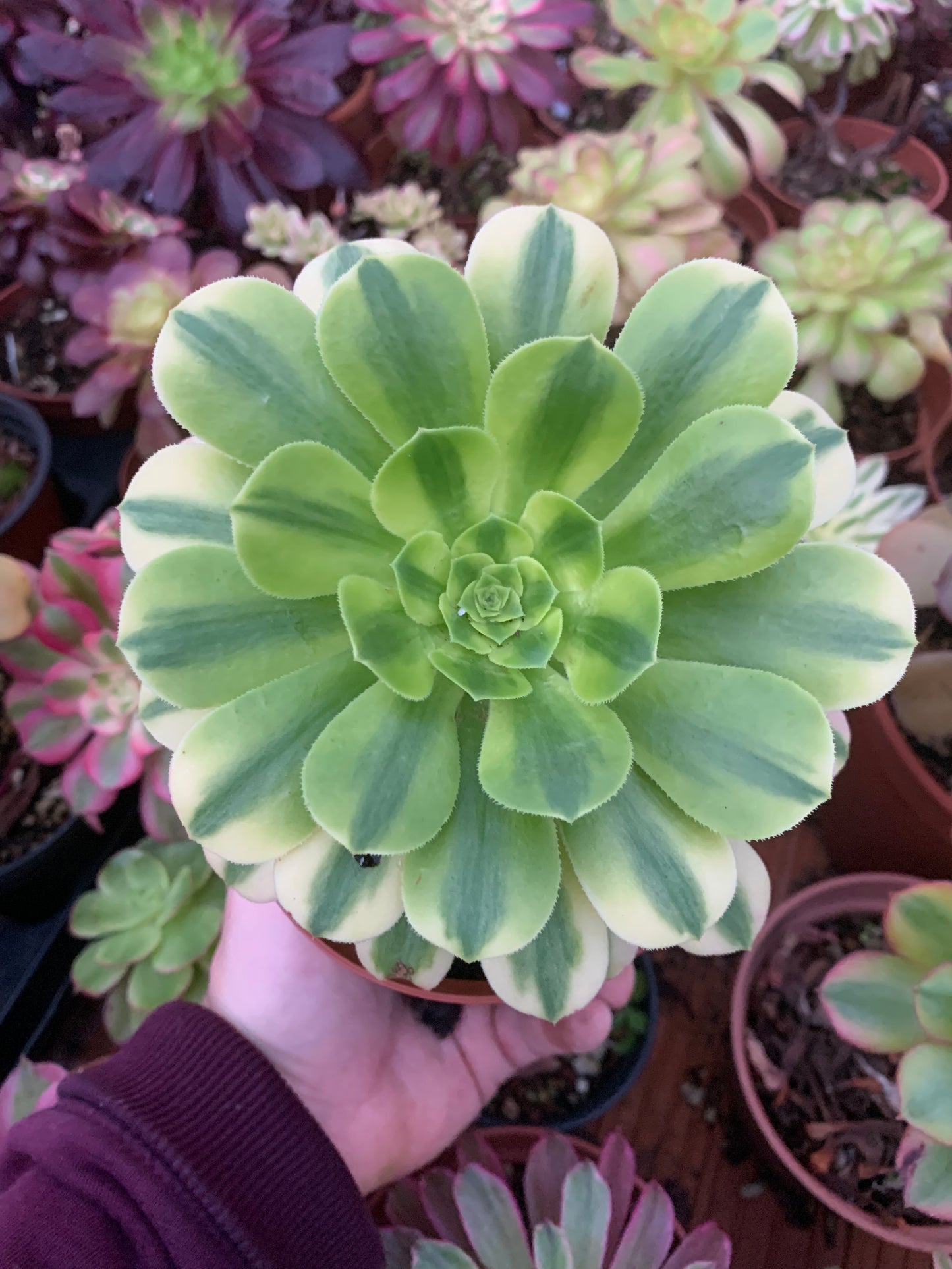 Aeonium "Mung Bean Paste" variegado