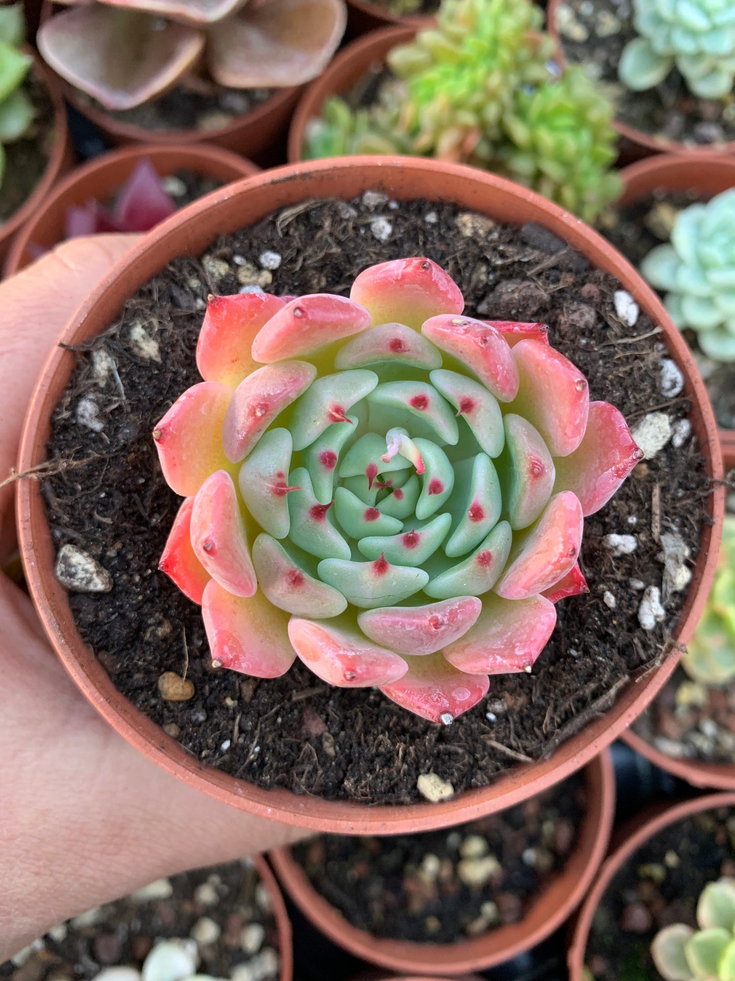 Echeveria "Colorata x Indido Mini" Korean by ChangHee