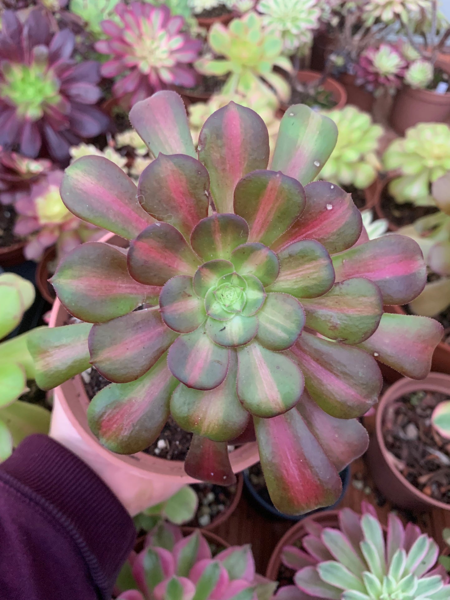 Aeonium "kilimanjaro" variegado