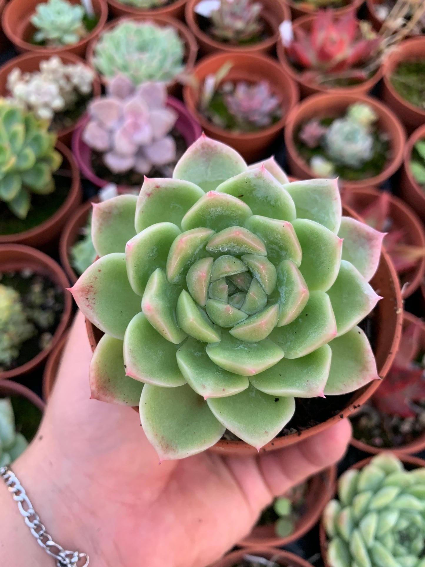 Echeveria "Barbie"