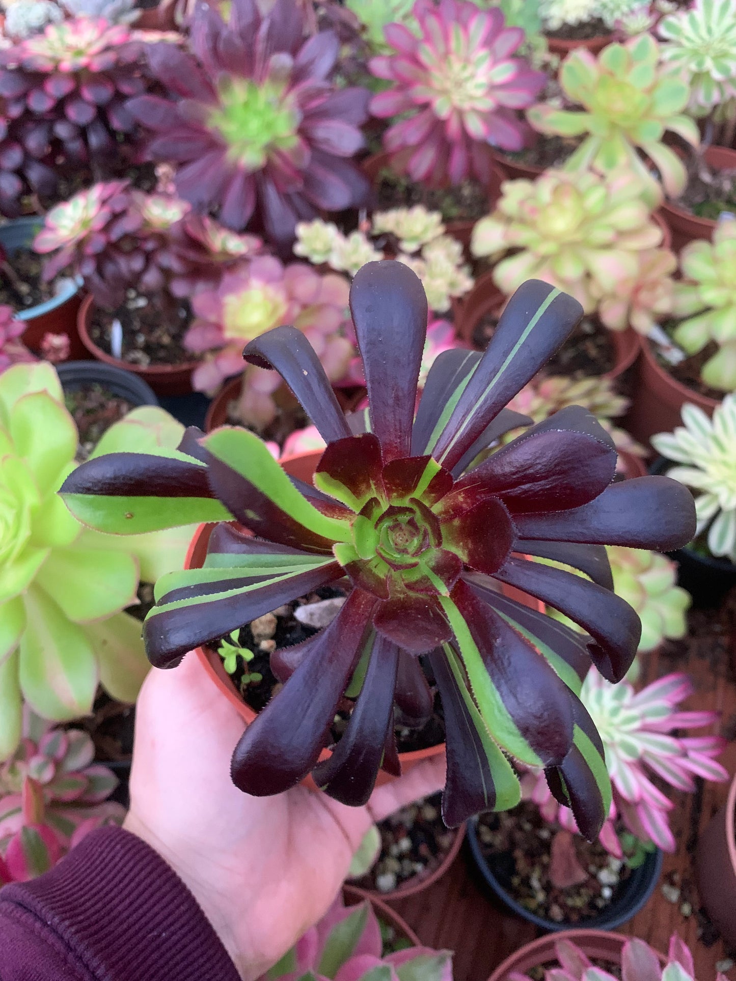 Aeonium "Big Bang" variegado