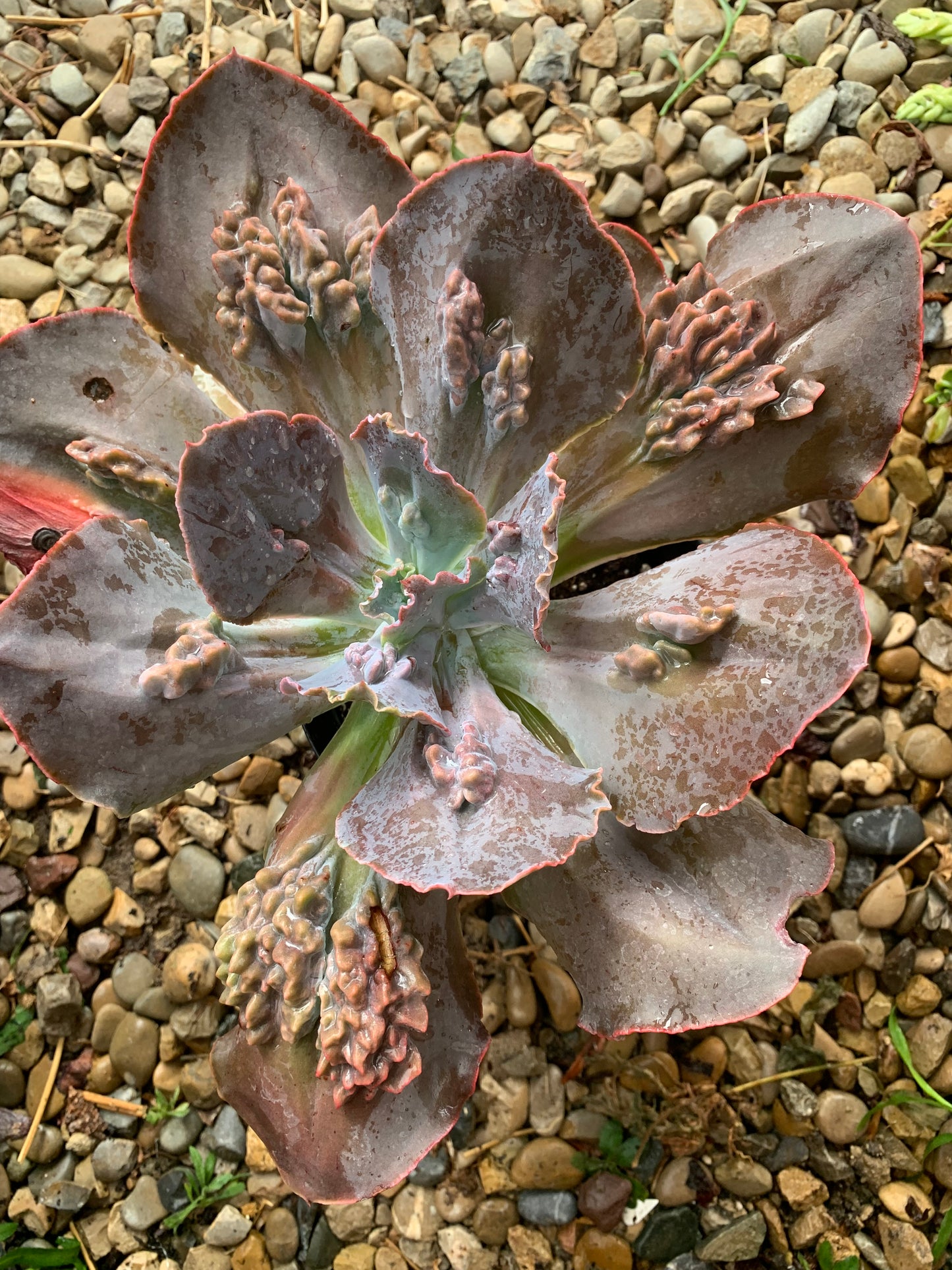 Echeveria "Regina Drago"