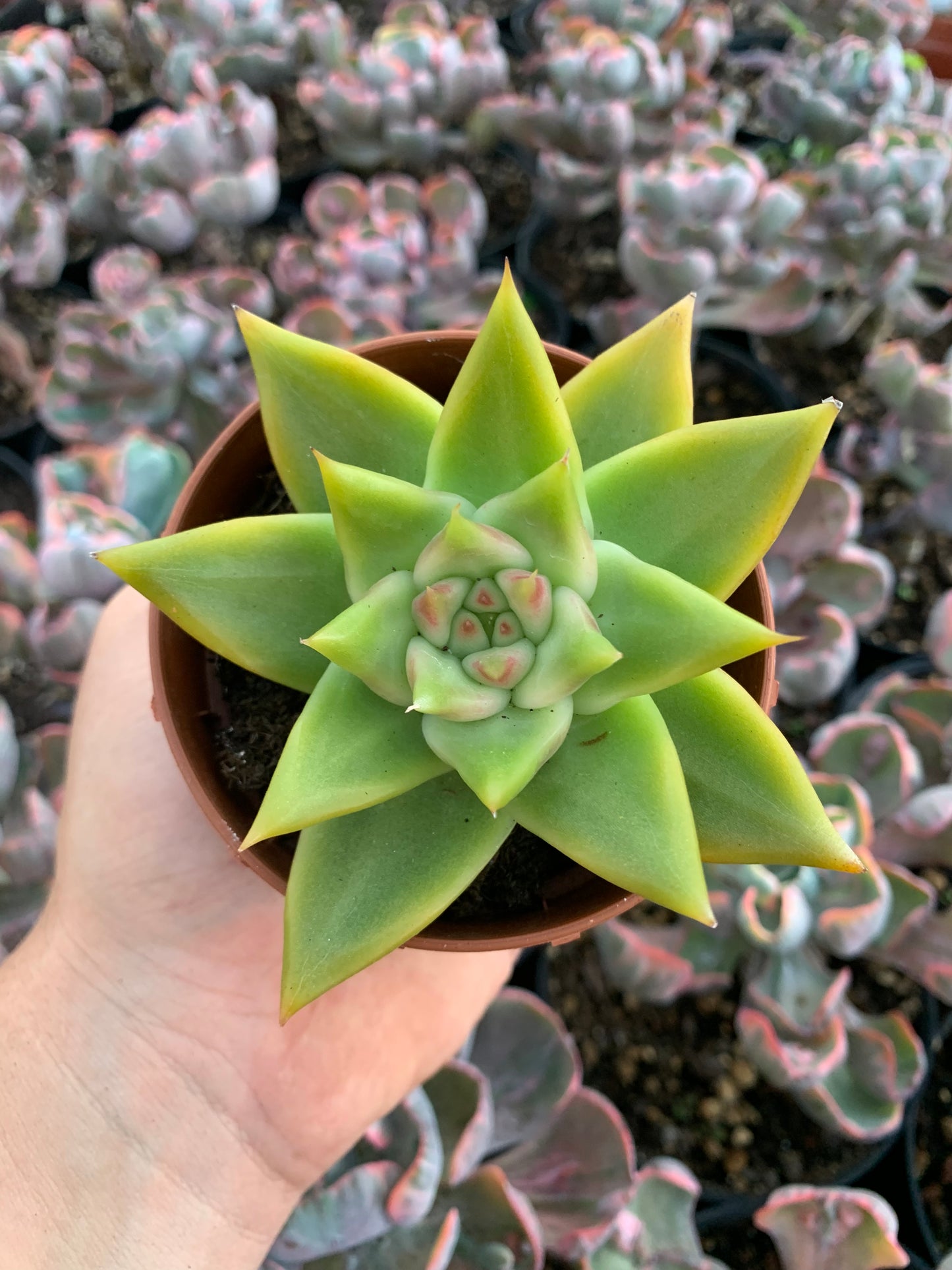 Echeveria agavoides Contepec