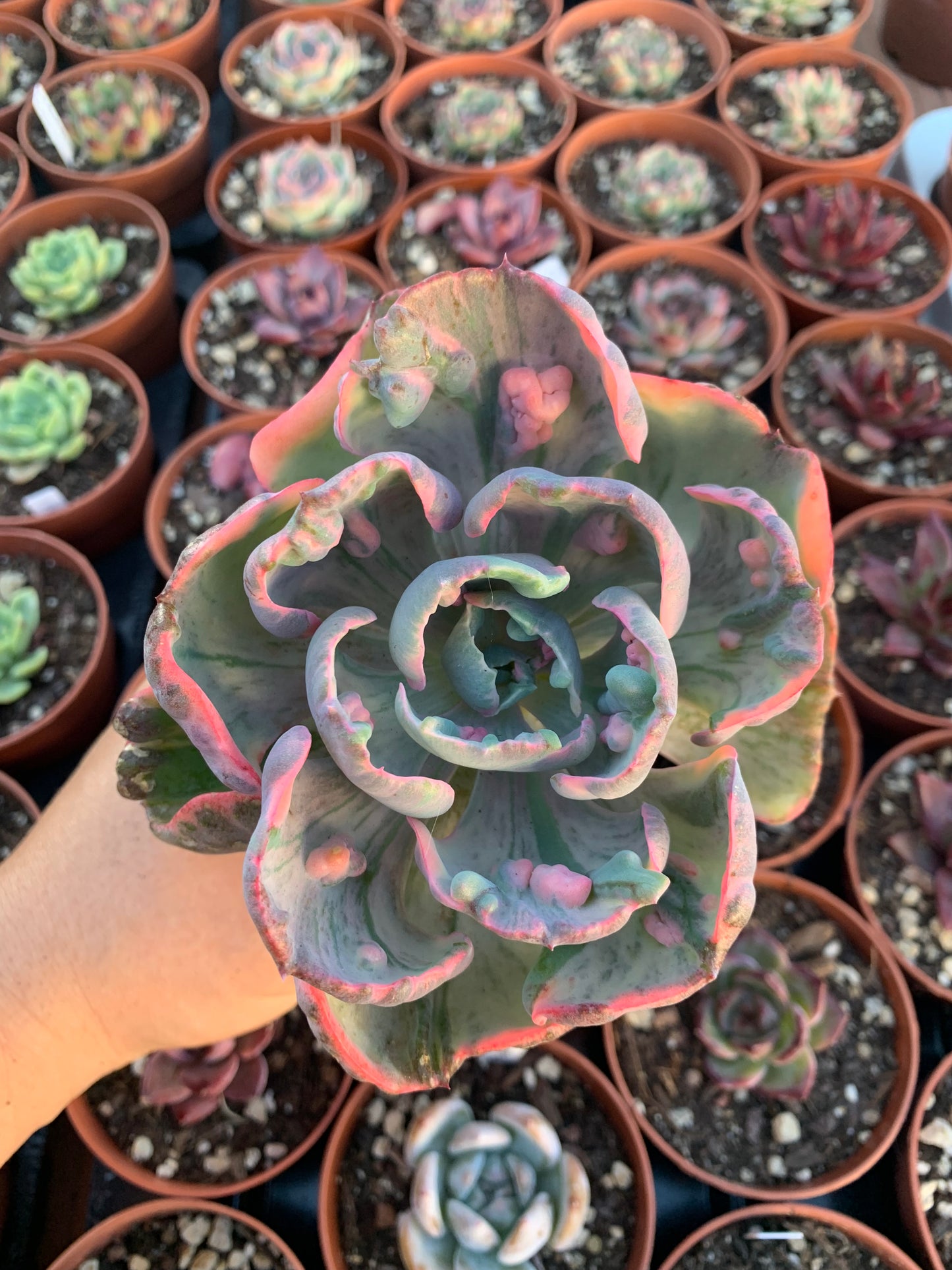 Echeveria "Beyonce" coreano variegado