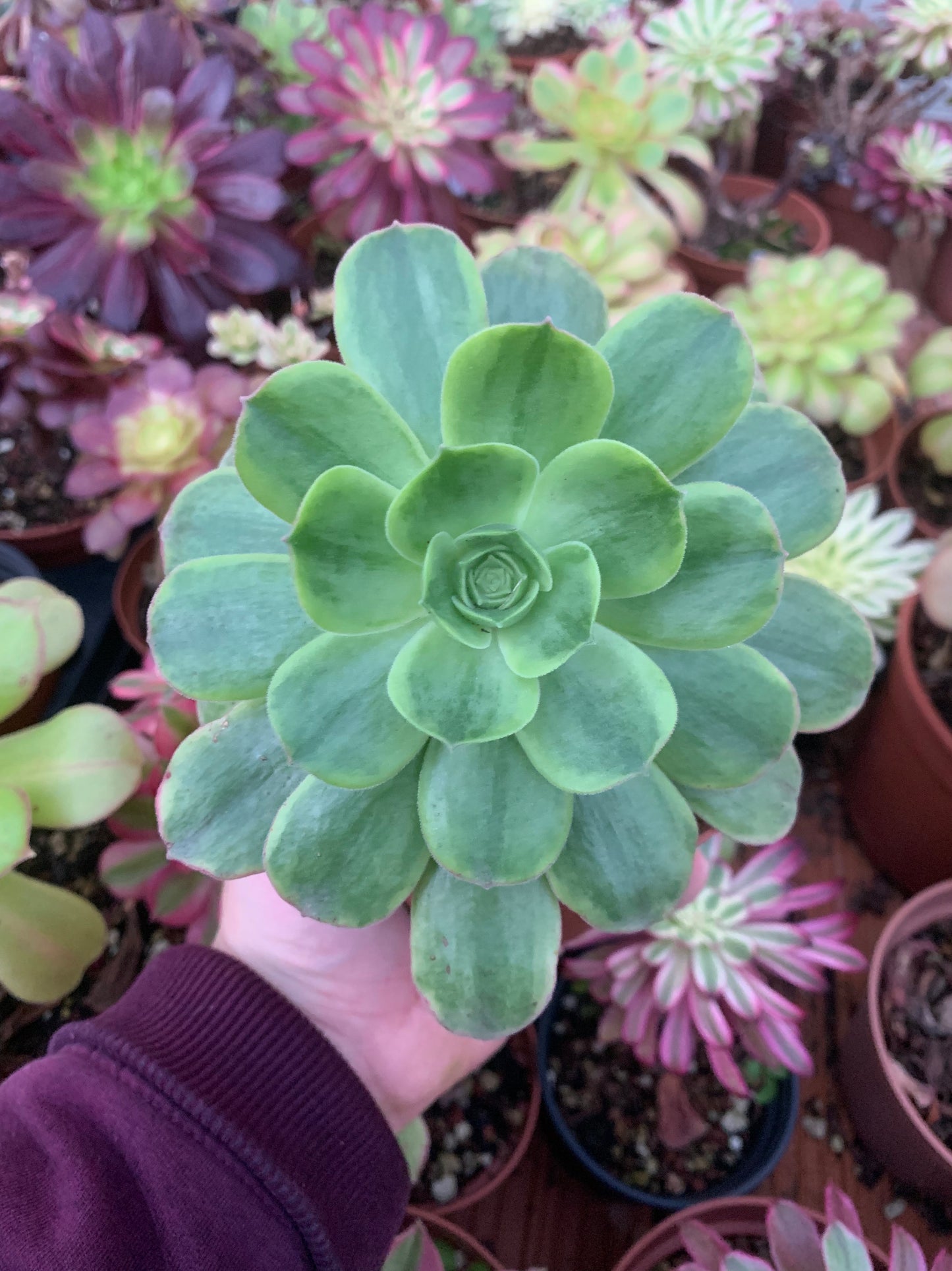 Aeonium "Orion" variegado XXL