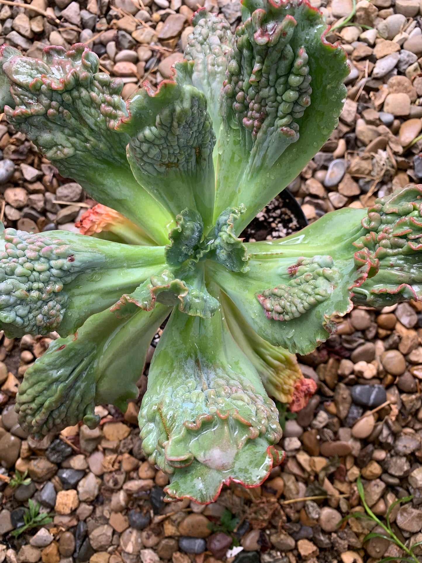 Echeveria "Regina Drago"