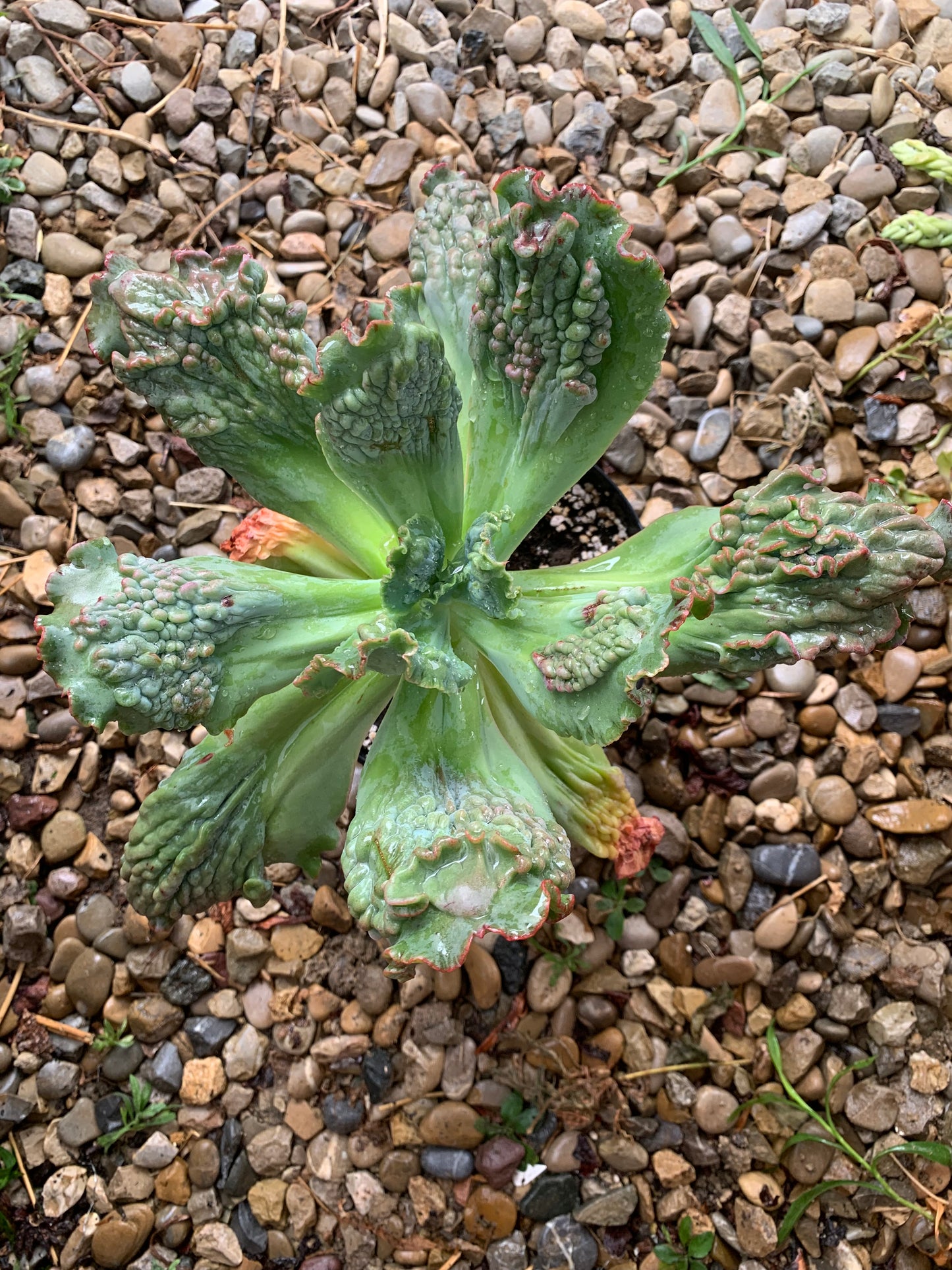 Echeveria "Regina Drago"