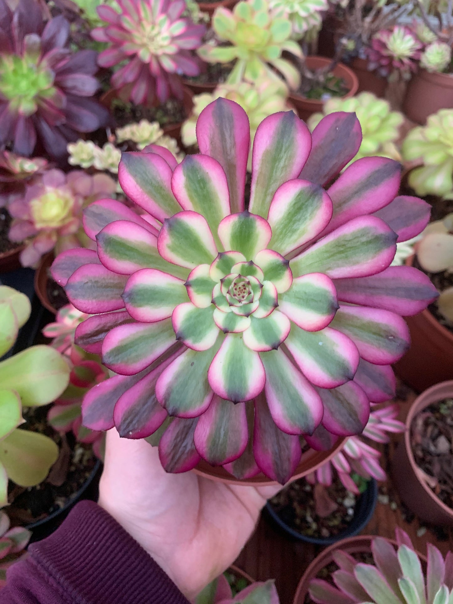 Aeonium "Maggie" Variegado