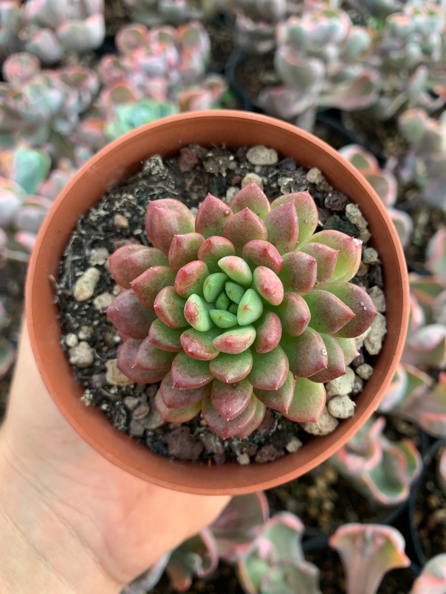 Graptoveria "Bashful"
