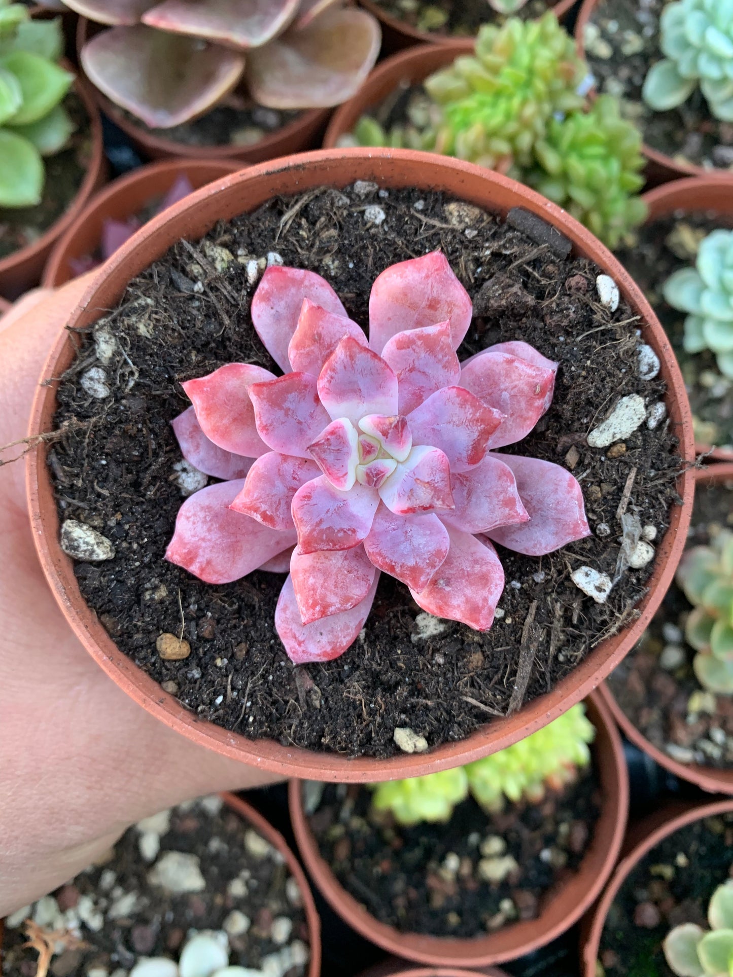 Echeveria "Devolution" (EN. derenbergii x EL. laui selected) Korean by ChangHee