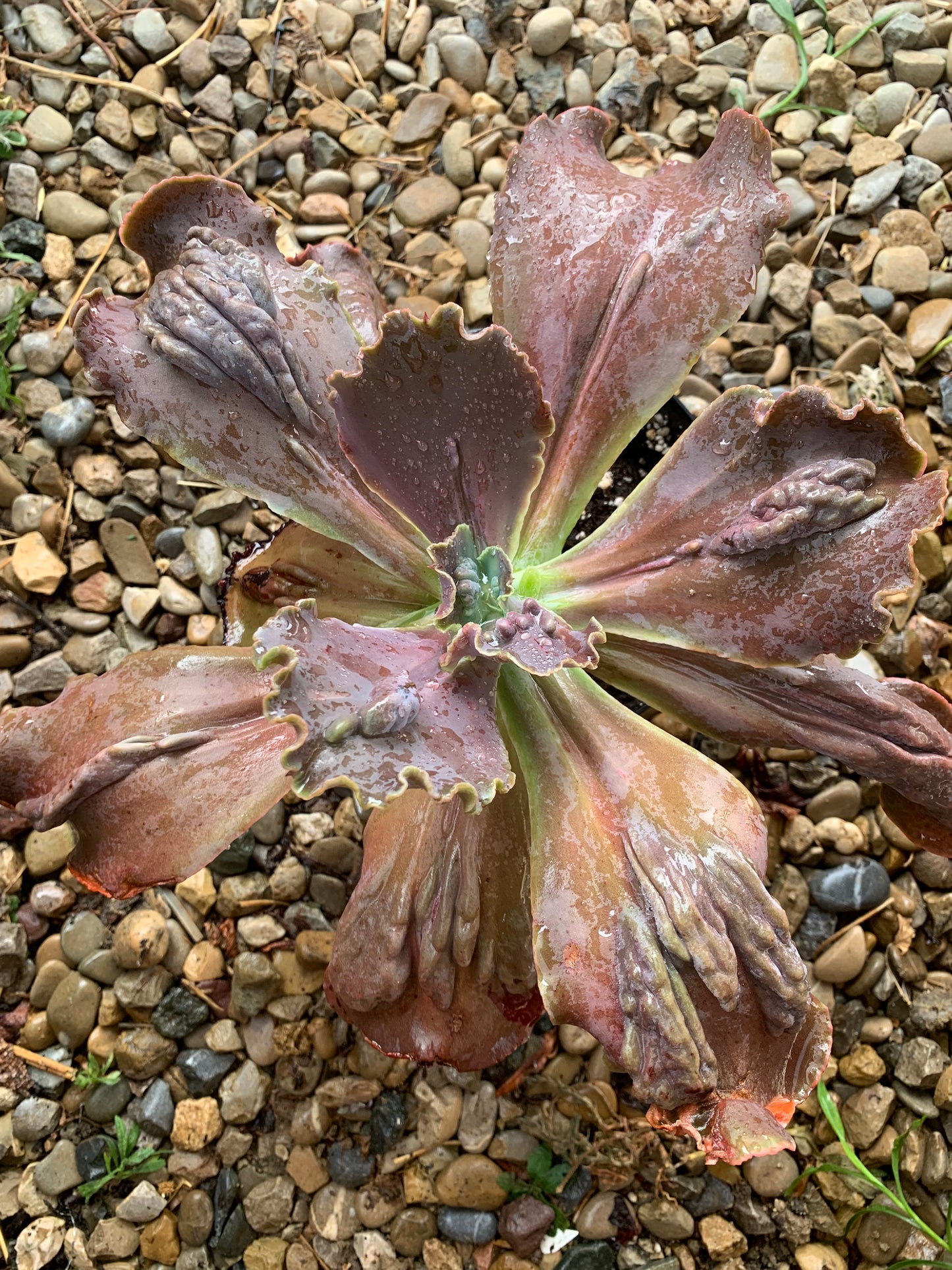 Echeveria "Regina Drago"
