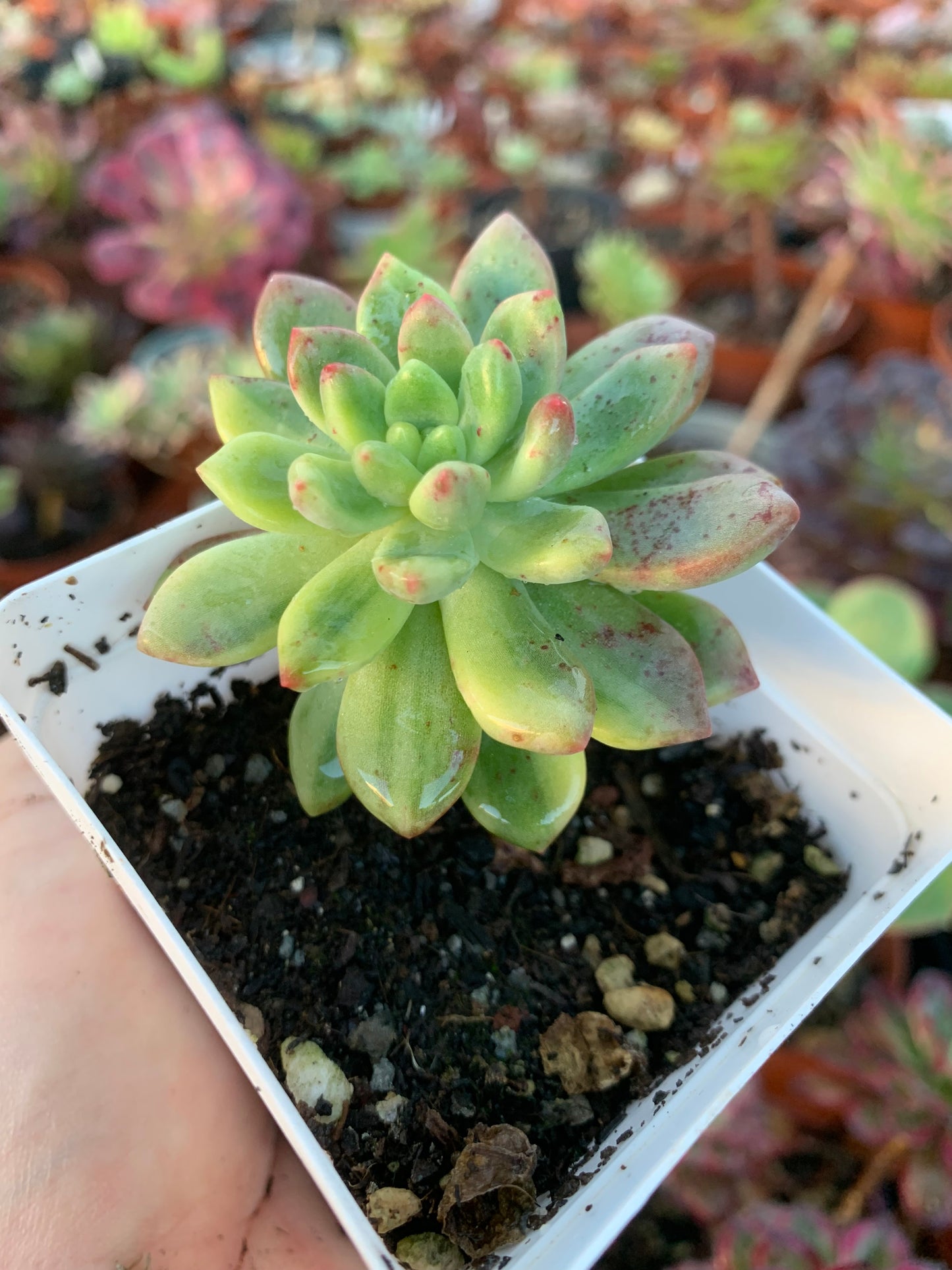 Pachyveria "Paradoxa" variegata Korean