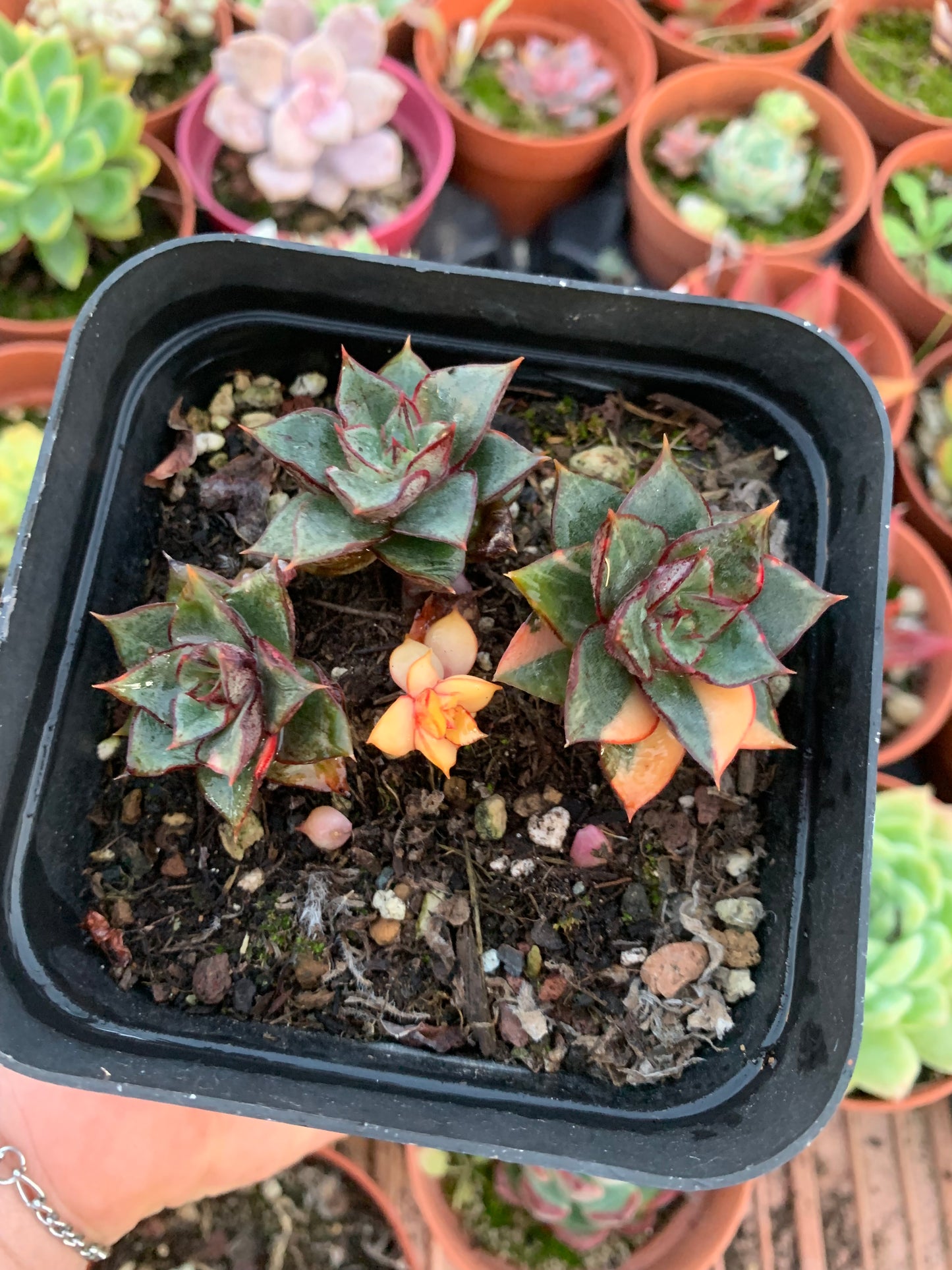 Echeveria "Monocerotis" variegada Korean