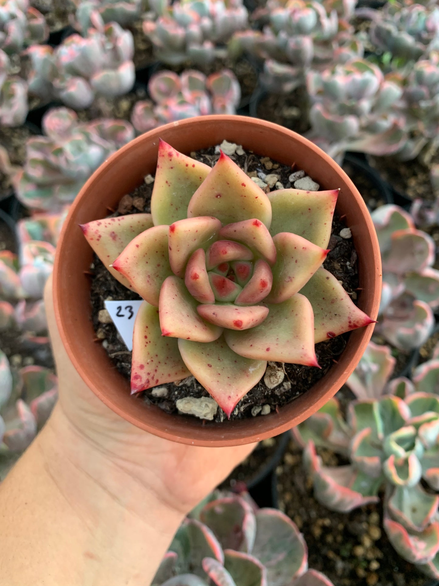 Echeveria agavoides hibrido