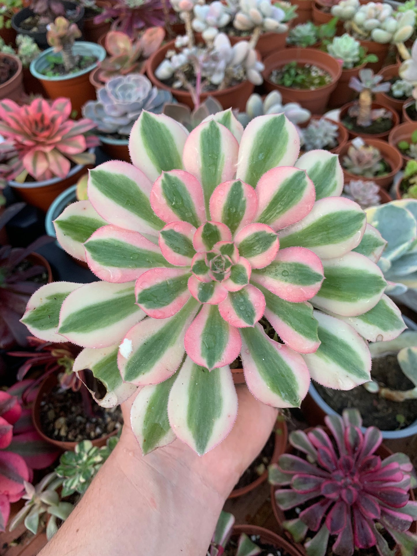 Aeonium "Pink Witch" variegado