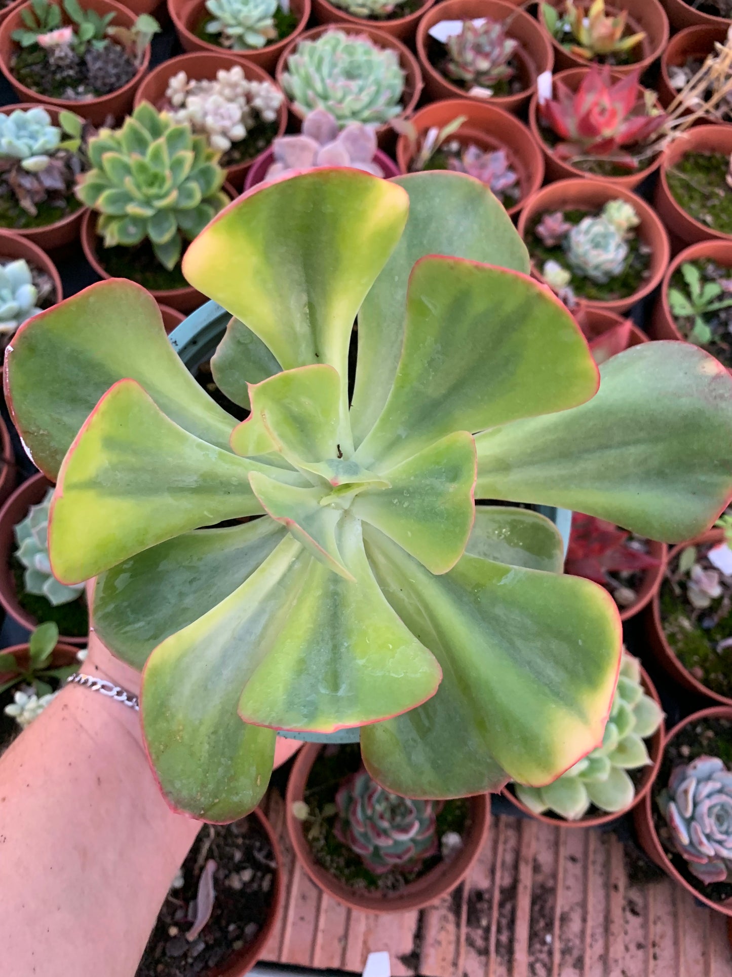 Echeveria "Enfant" panaché coréen