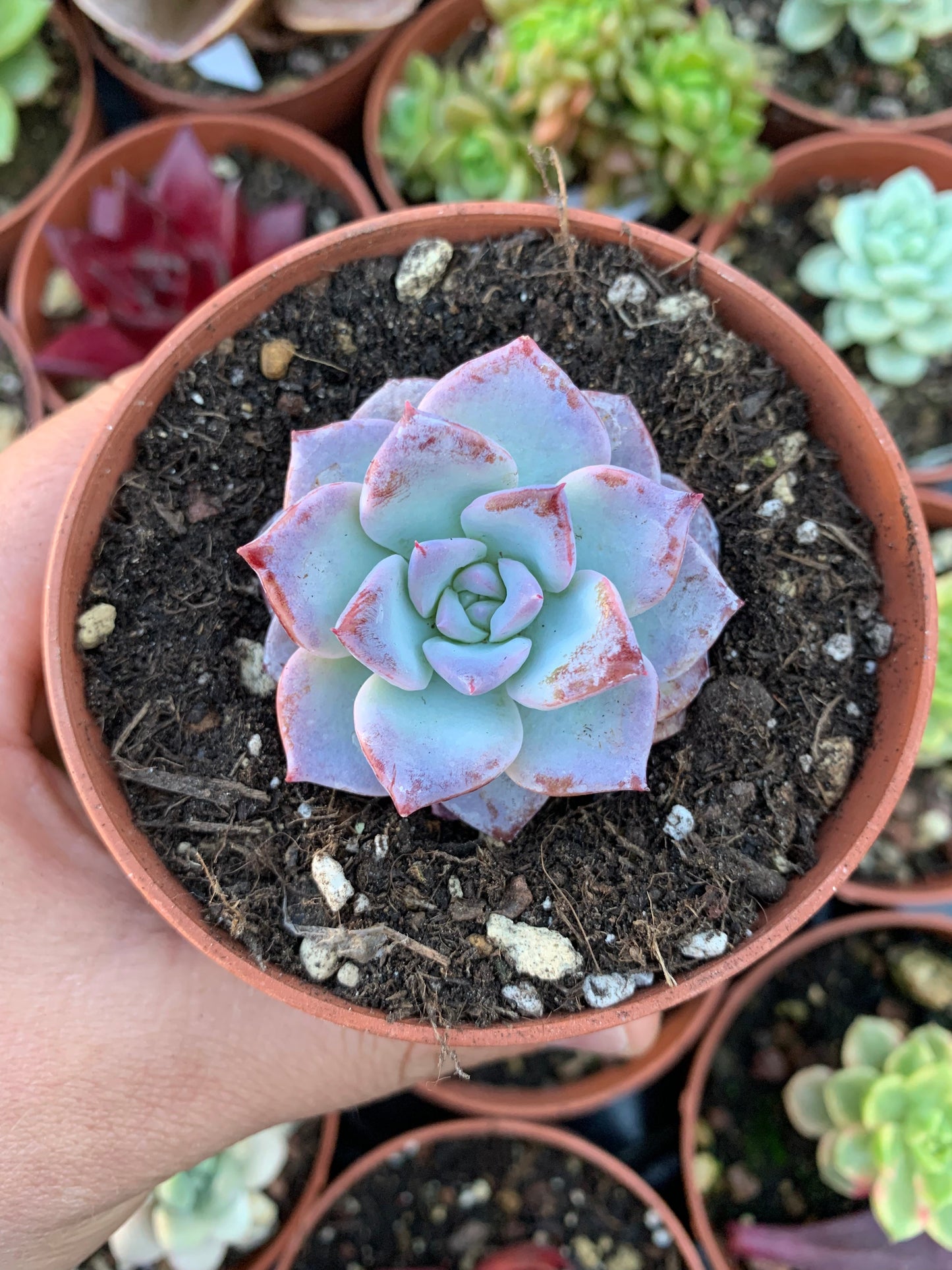 Echeveria "Gloria" (Hibrido de E.Laui) Korean by ChangHee