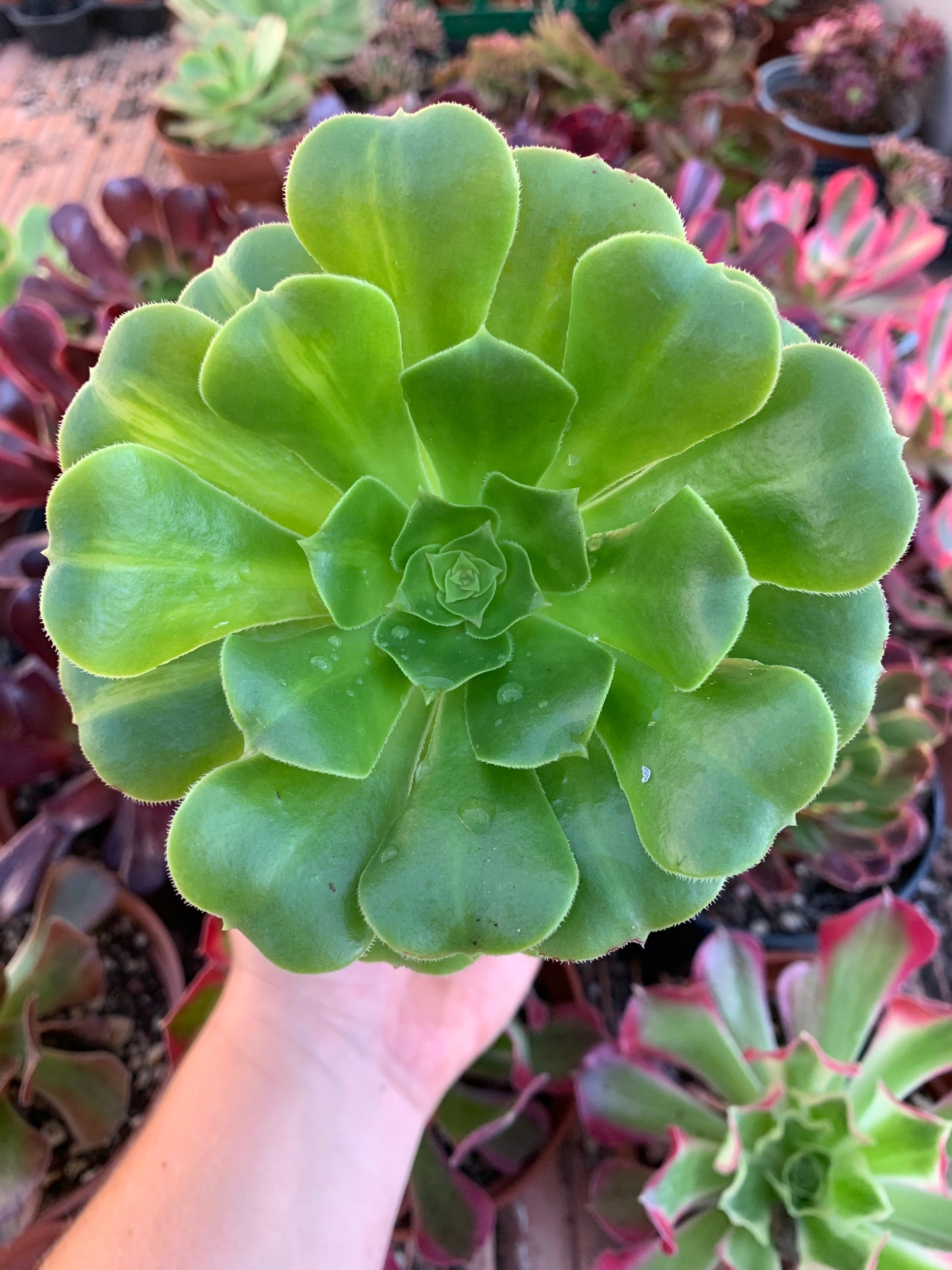 Aeonium "gold esmerald" variegado