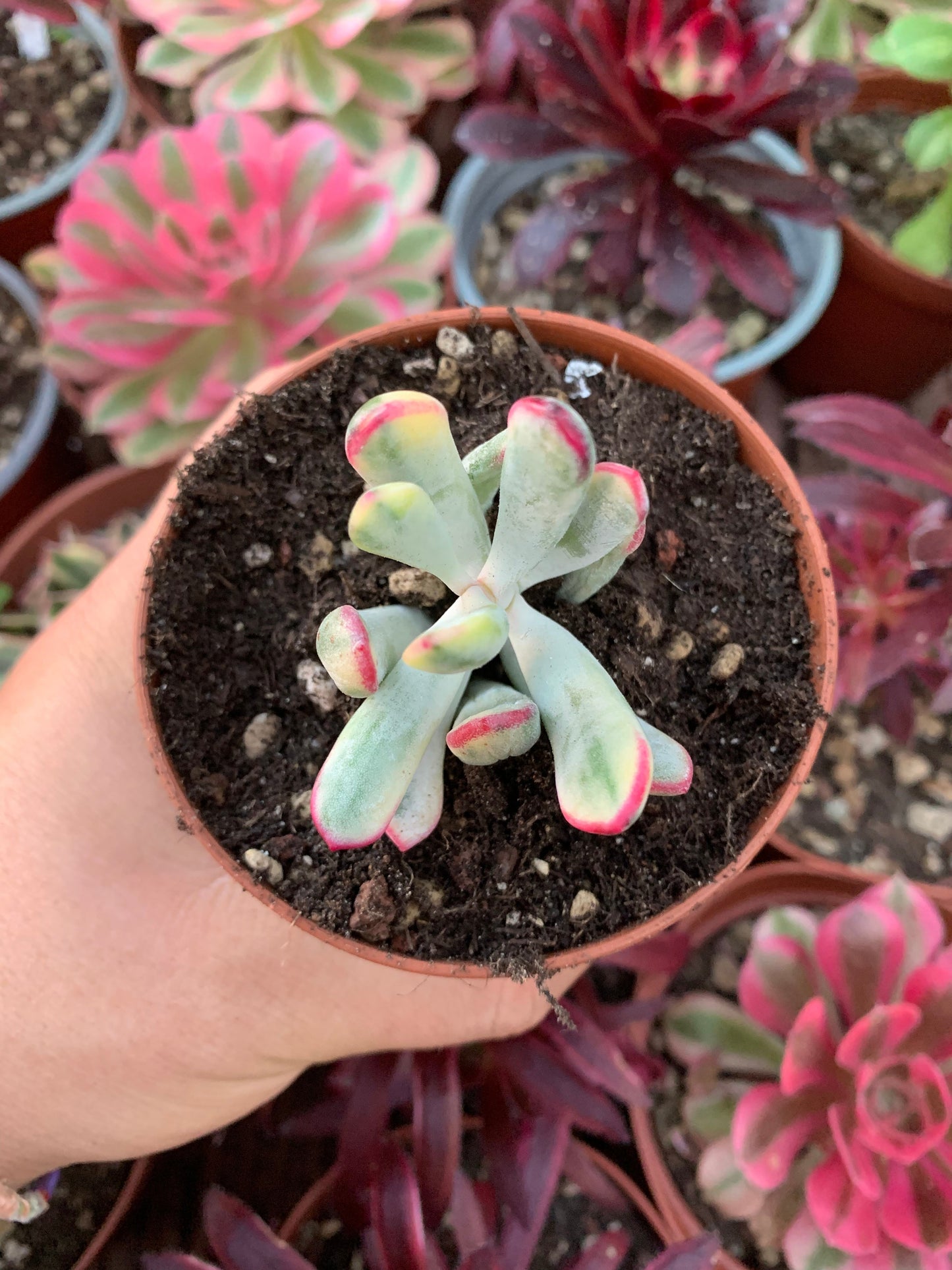 Cotyledon orbiculata ''Dinteri'' variegado Korean