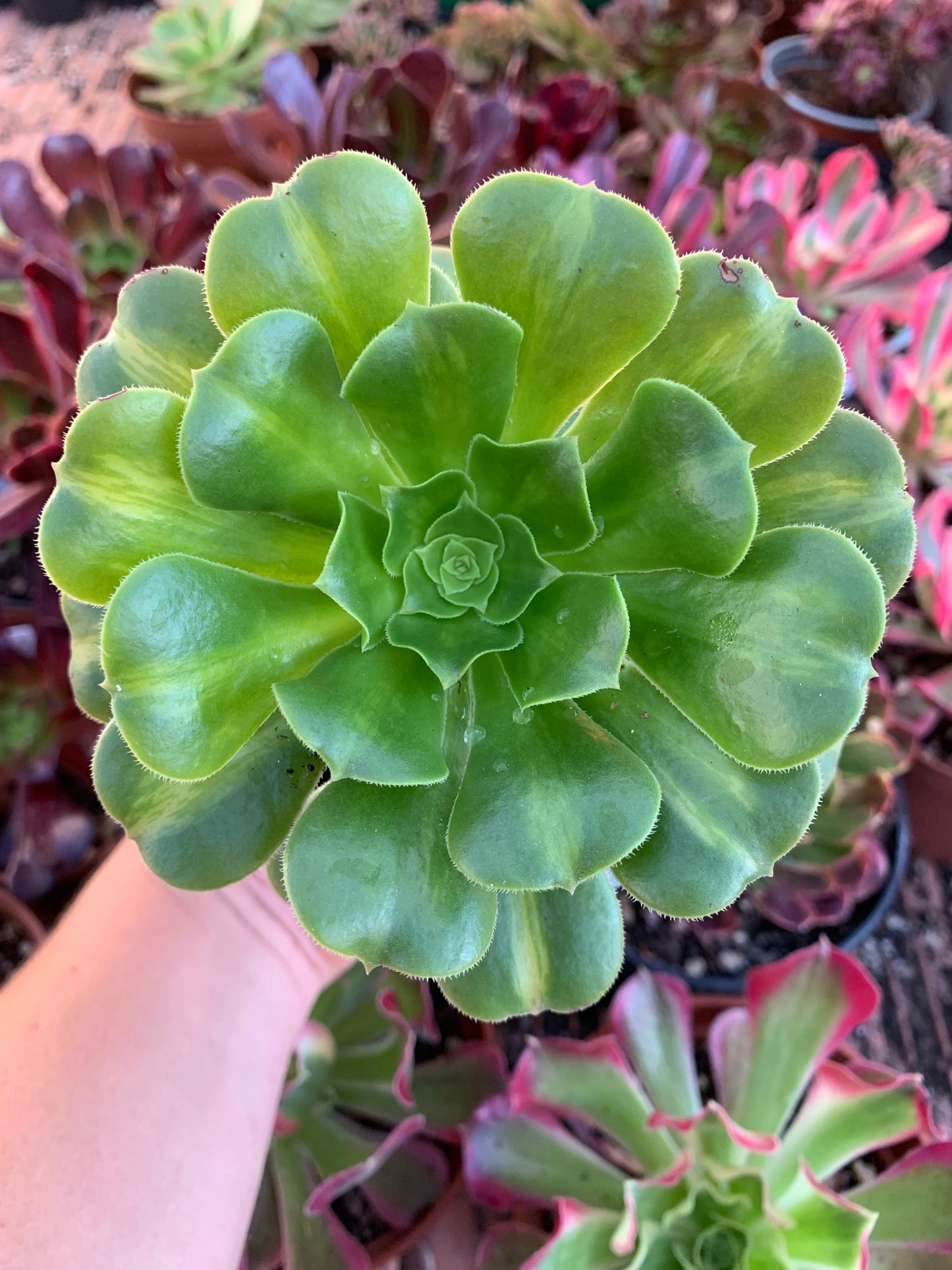Aeonium "gold esmerald" variegado