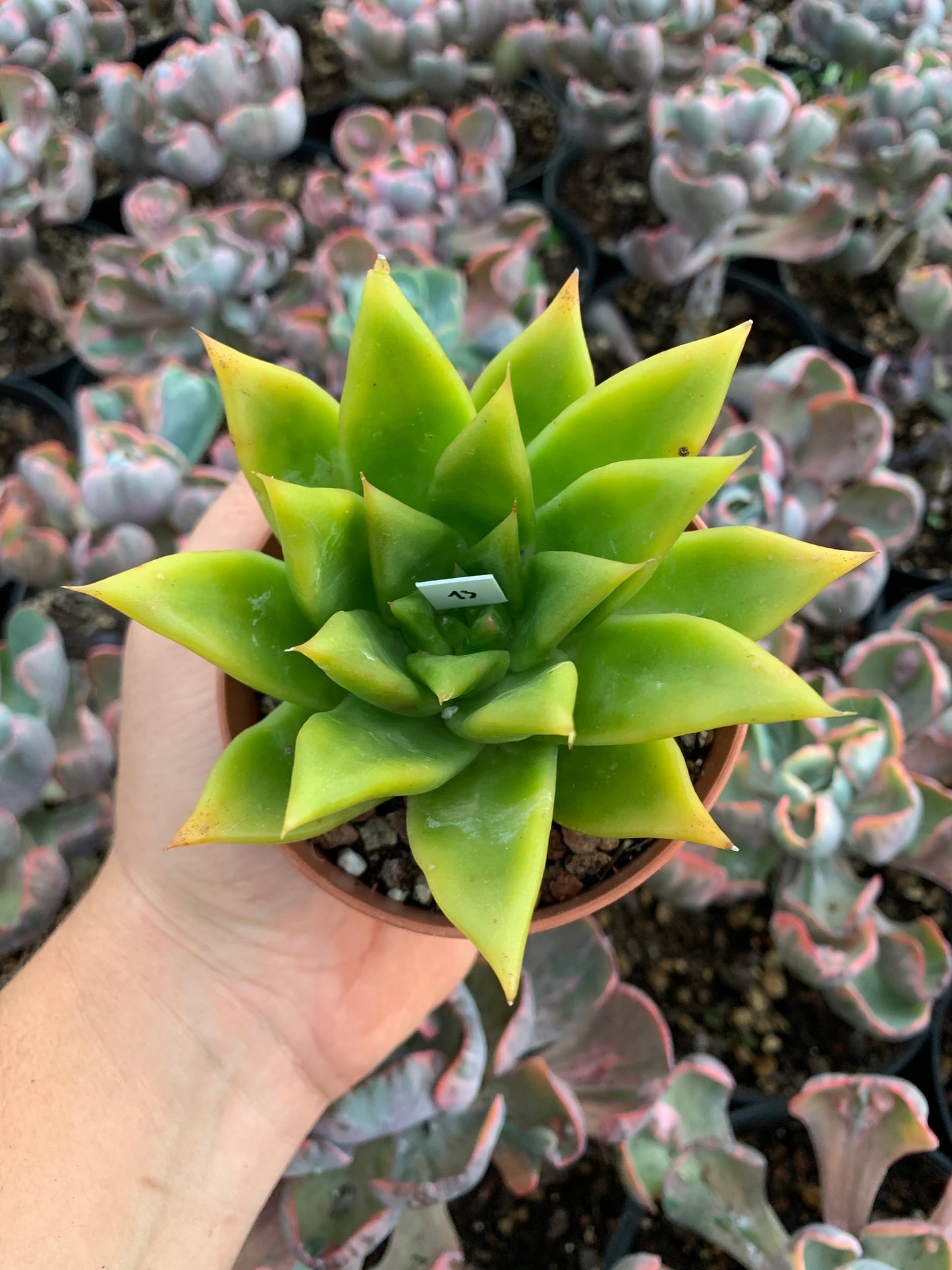 Echeveria agavoides hibrido
