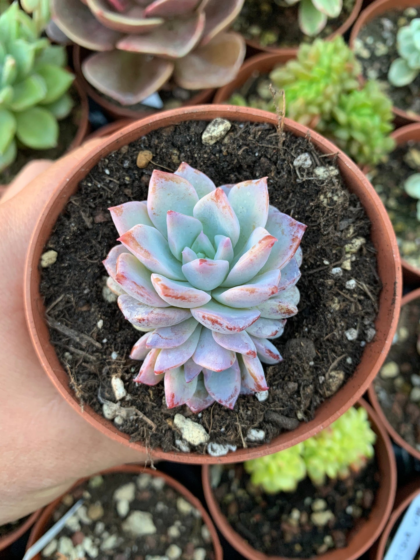 Echeveria "Gloria" (Hibrido de E.Laui) Korean by ChangHee