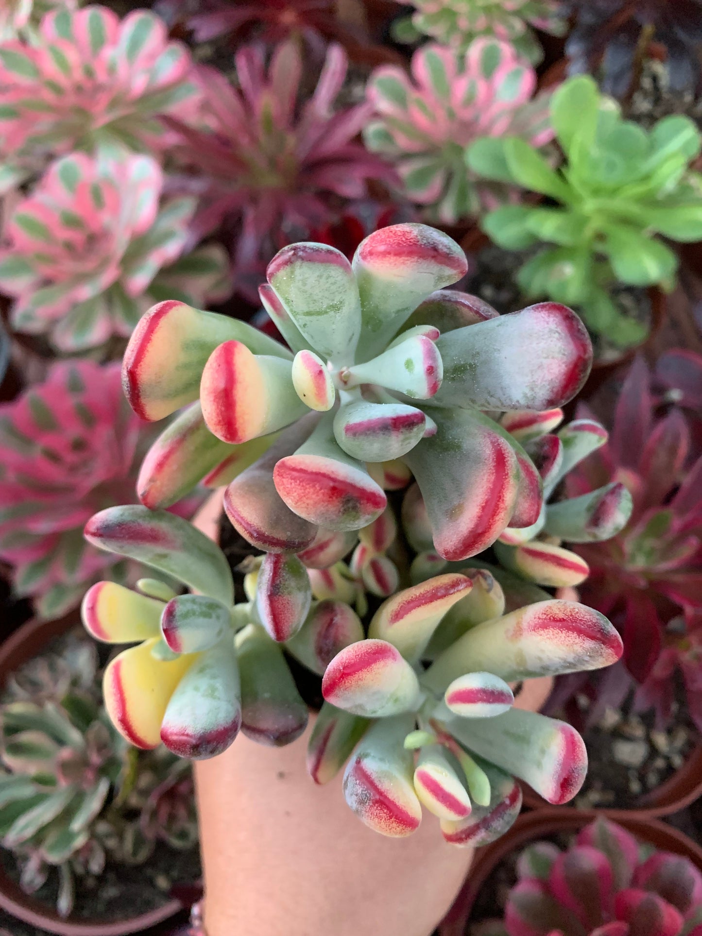 Cotyledon orbiculata ''Dinteri ''variegado Korean