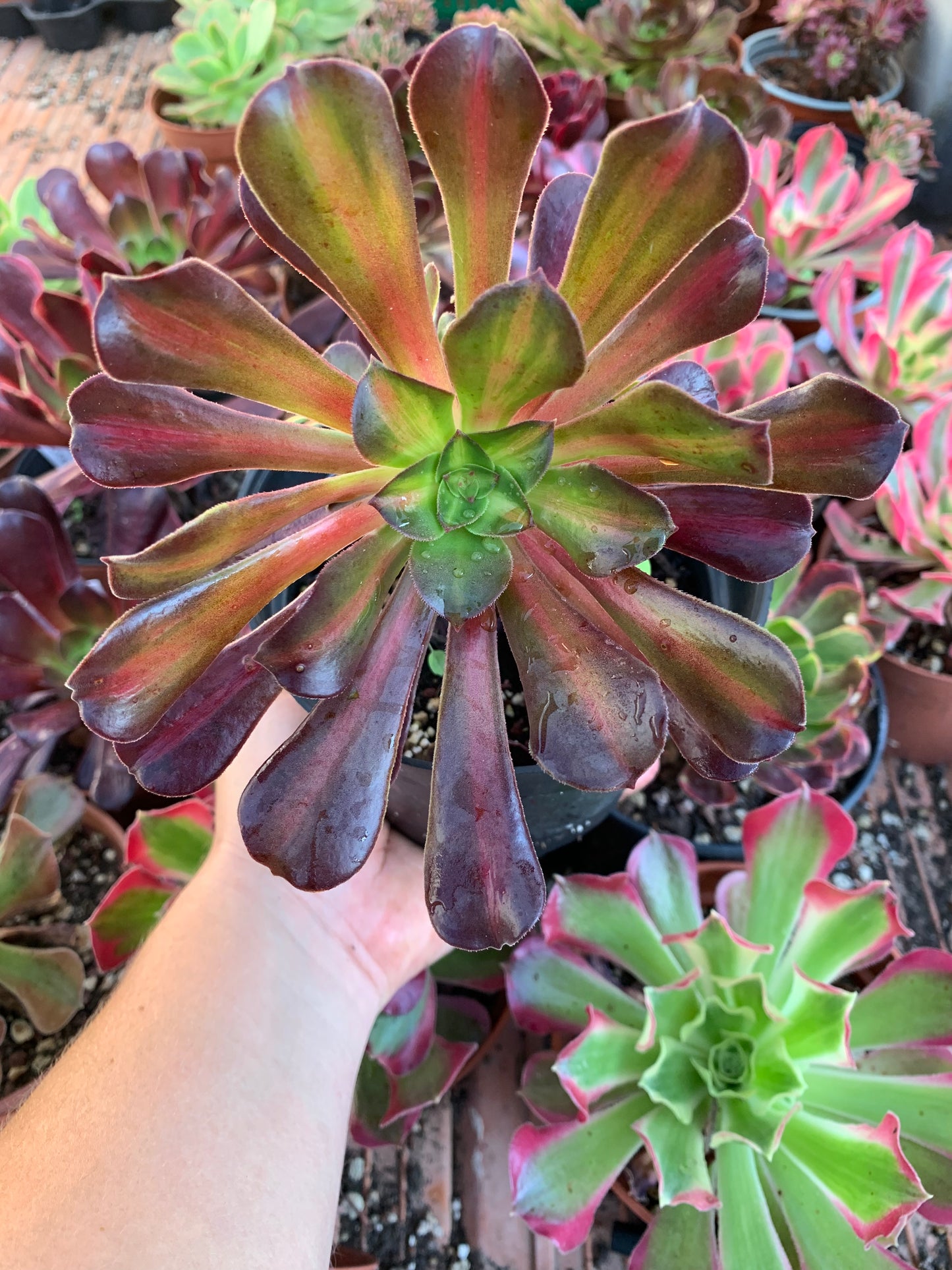 Aeonium "kilimanjaro" variegado