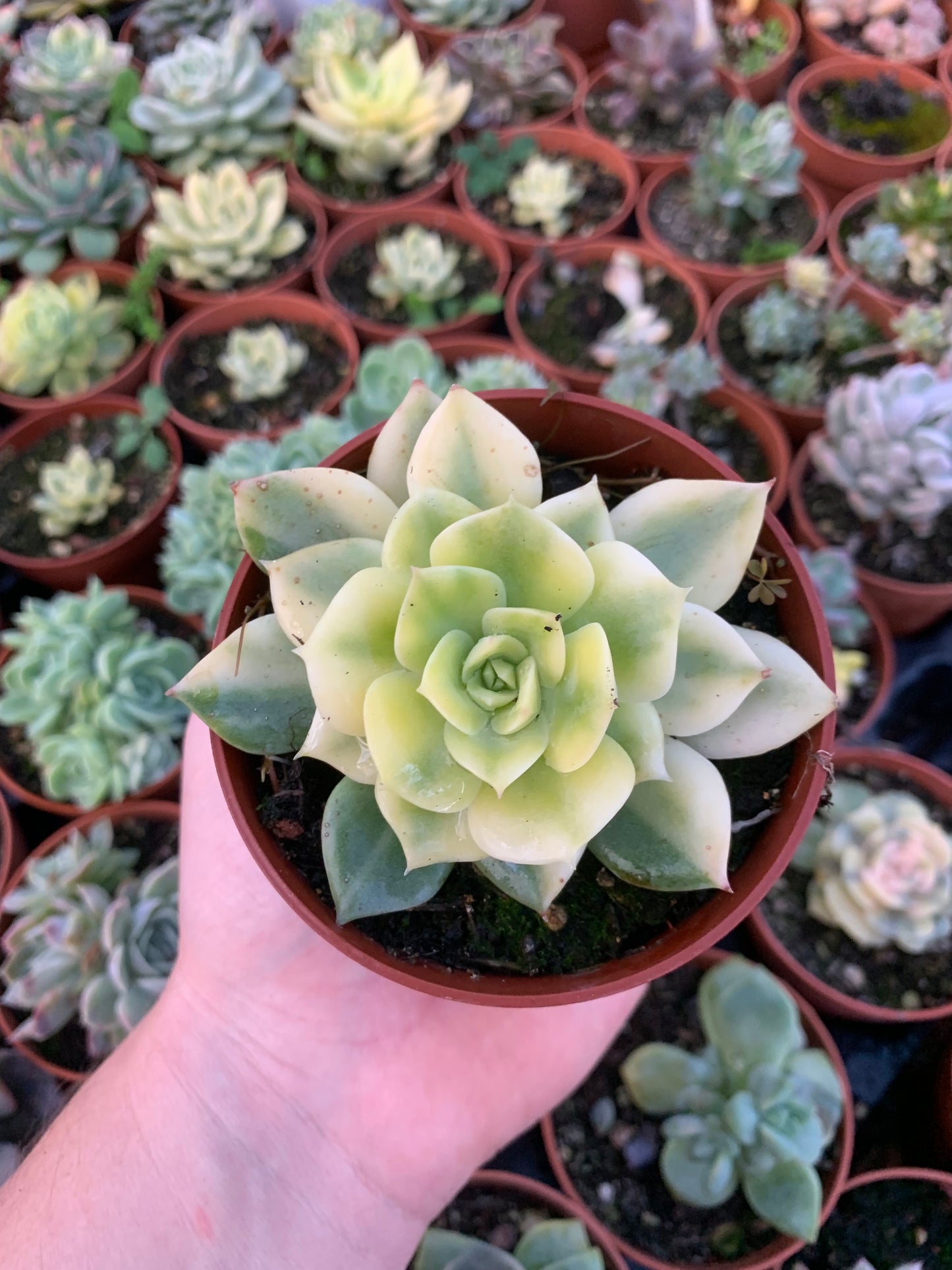 Echeveria "Cuspidata" Variegada Korea